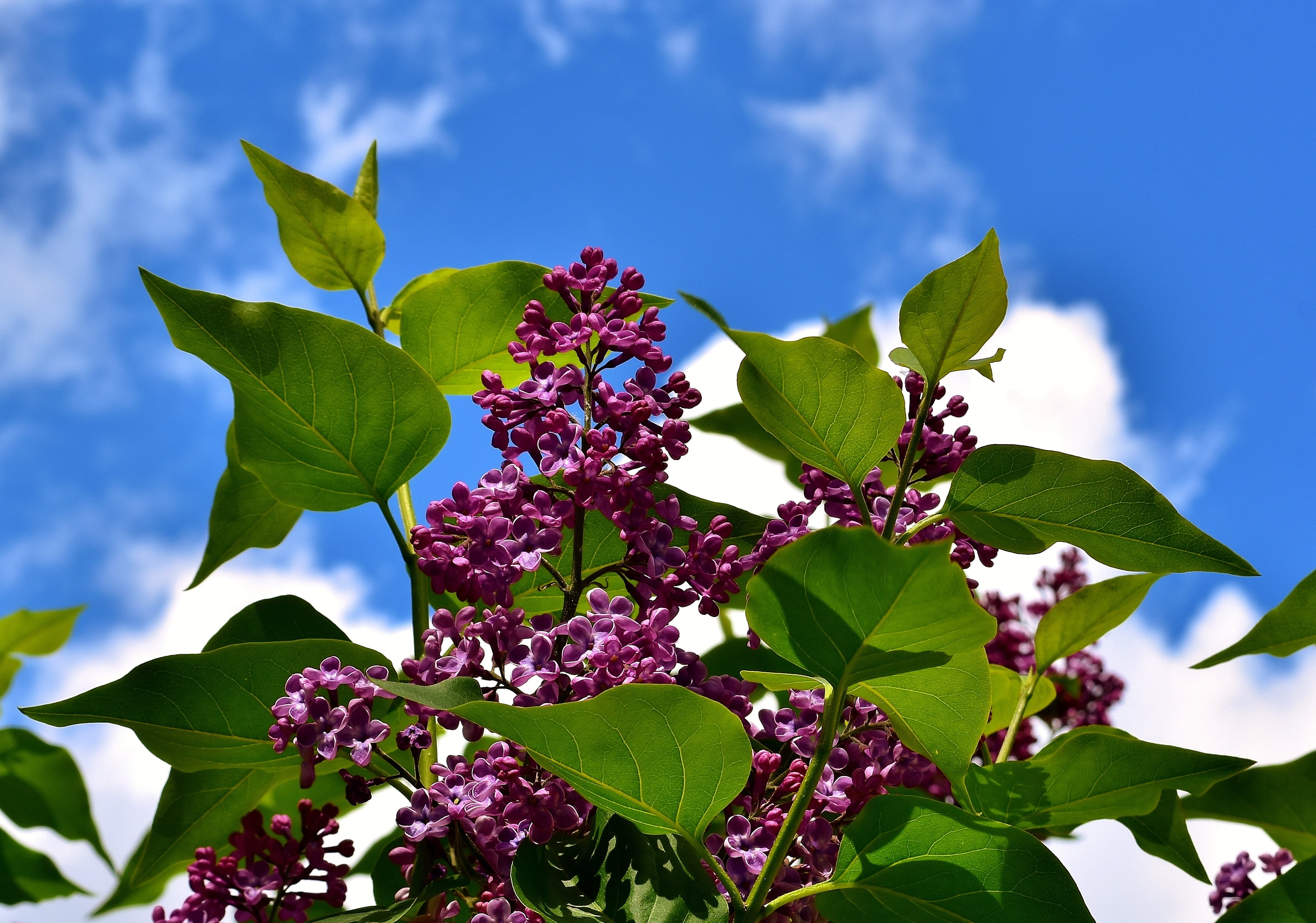low angle view, flower head, focus on foreground, macro, beauty in nature, garden, lilac branch, green color, low, growth, sky, angle, petal, flowers, springtime, HD Wallpaper