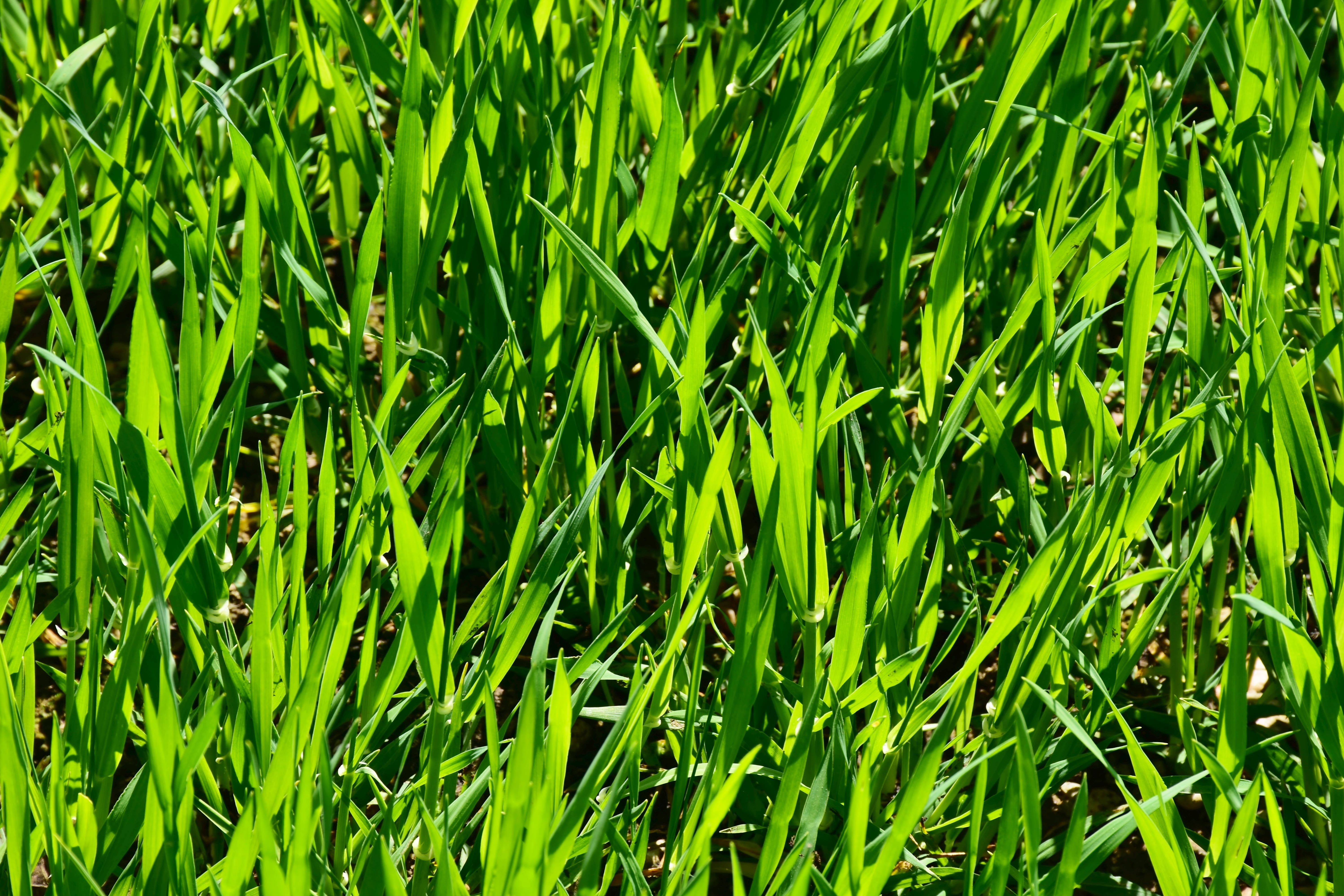 halme, freshness, land, grasses, plant, summer, meadow, no people, sunlight, texture, growth, maintained, leaf, powerful, lawn care, green color, nature, HD Wallpaper