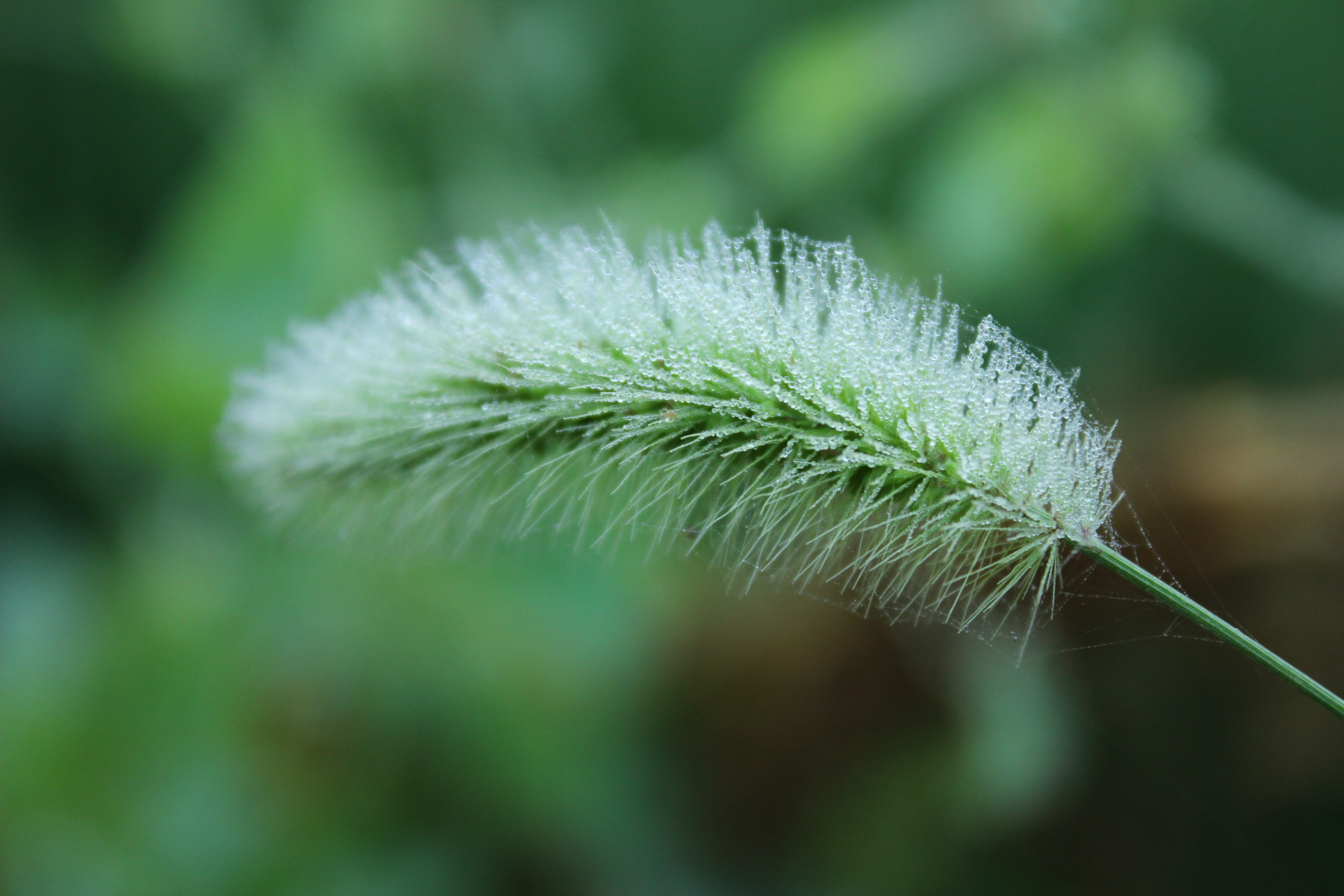 water drops, vulnerability, intensive, green, freshness, prick, nature, land, selective focus, fragility, focus on foreground, sepal, beauty in nature, HD Wallpaper