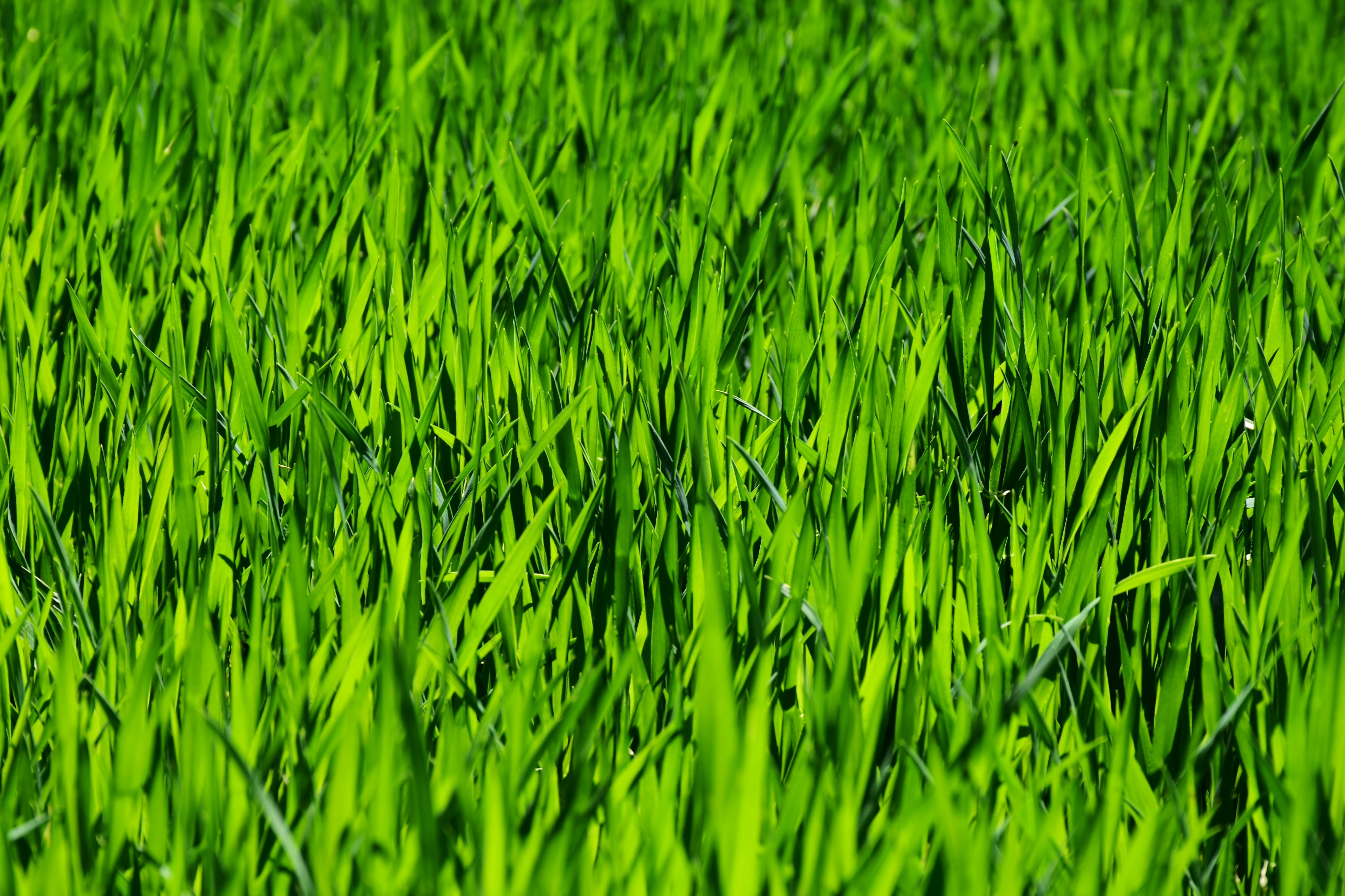 meadow, outdoors, nature, intense green, juicy, environment, close, foliage, rush, lawn care, summer, landscape, halme, backgrounds, plant, beauty in nature, HD Wallpaper