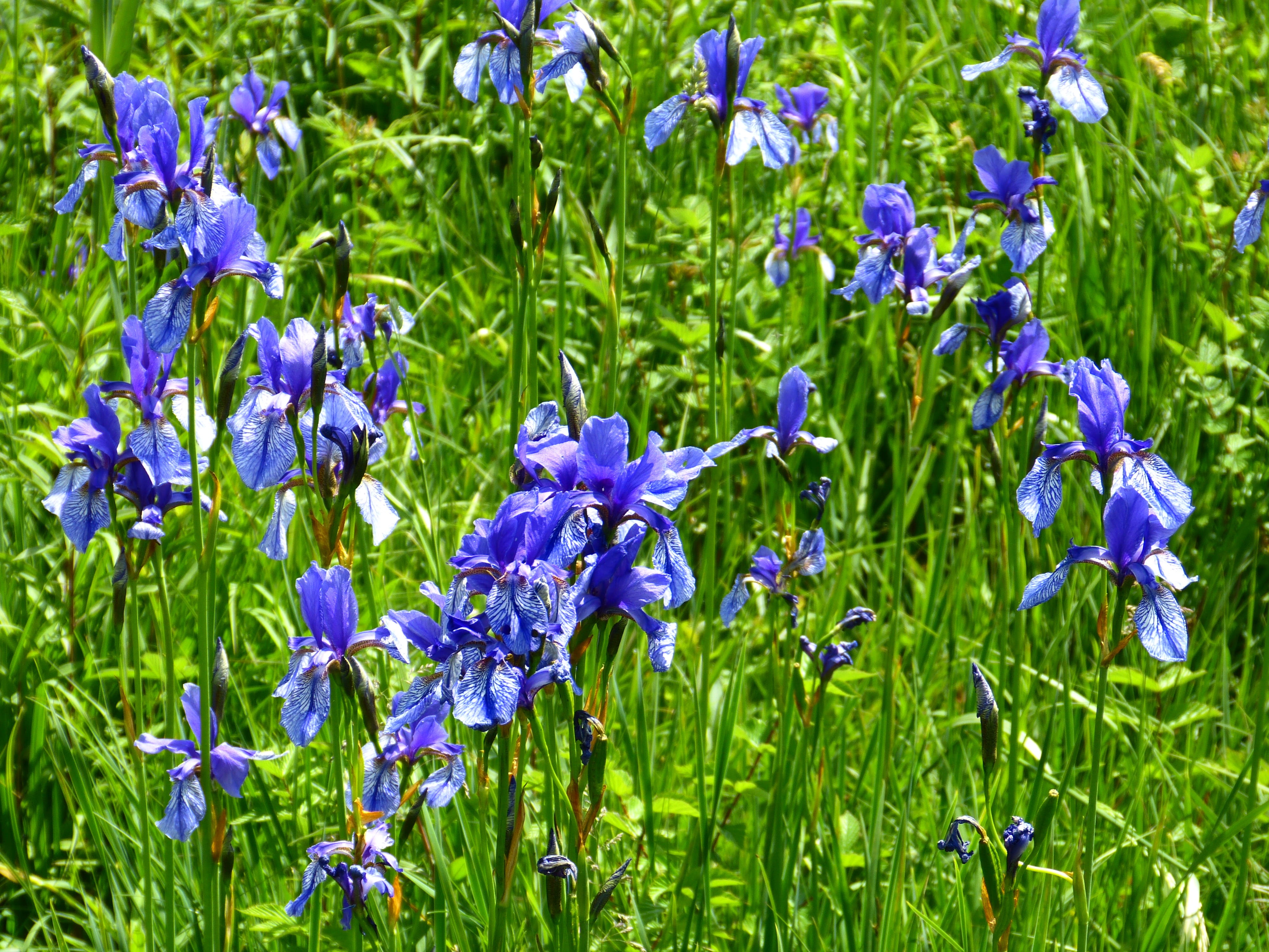 iris - plant, iridaceae, flowers, green color, flower head, iridoideae, close-up, schwertliliengewaechs, 4K, field, springtime, intense blue, freshness, HD Wallpaper