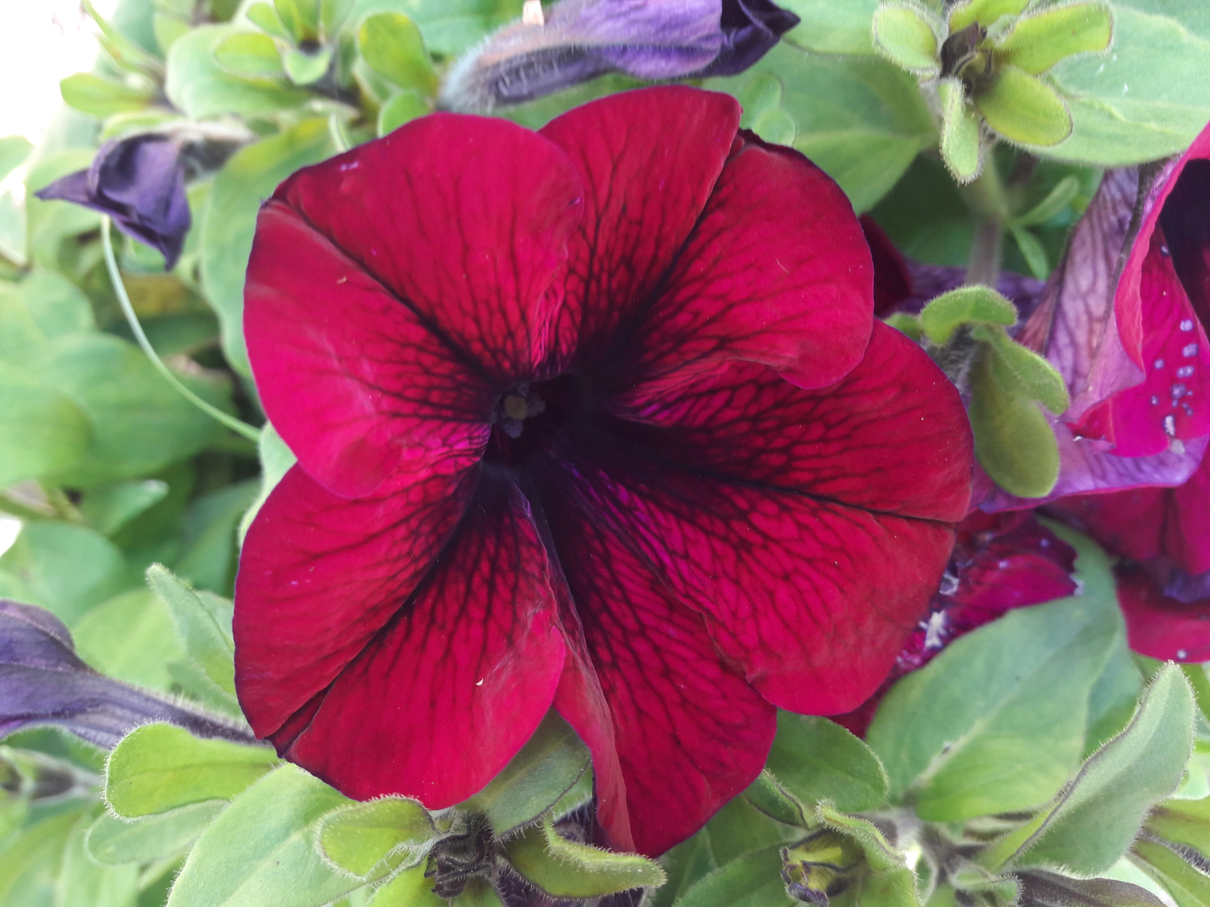 no people, flowers, 4K, flowering plant, floral splendor, sunny day, red, green color, plant part, freshness, petunia, wooden wall, vulnerability, close-up, HD Wallpaper