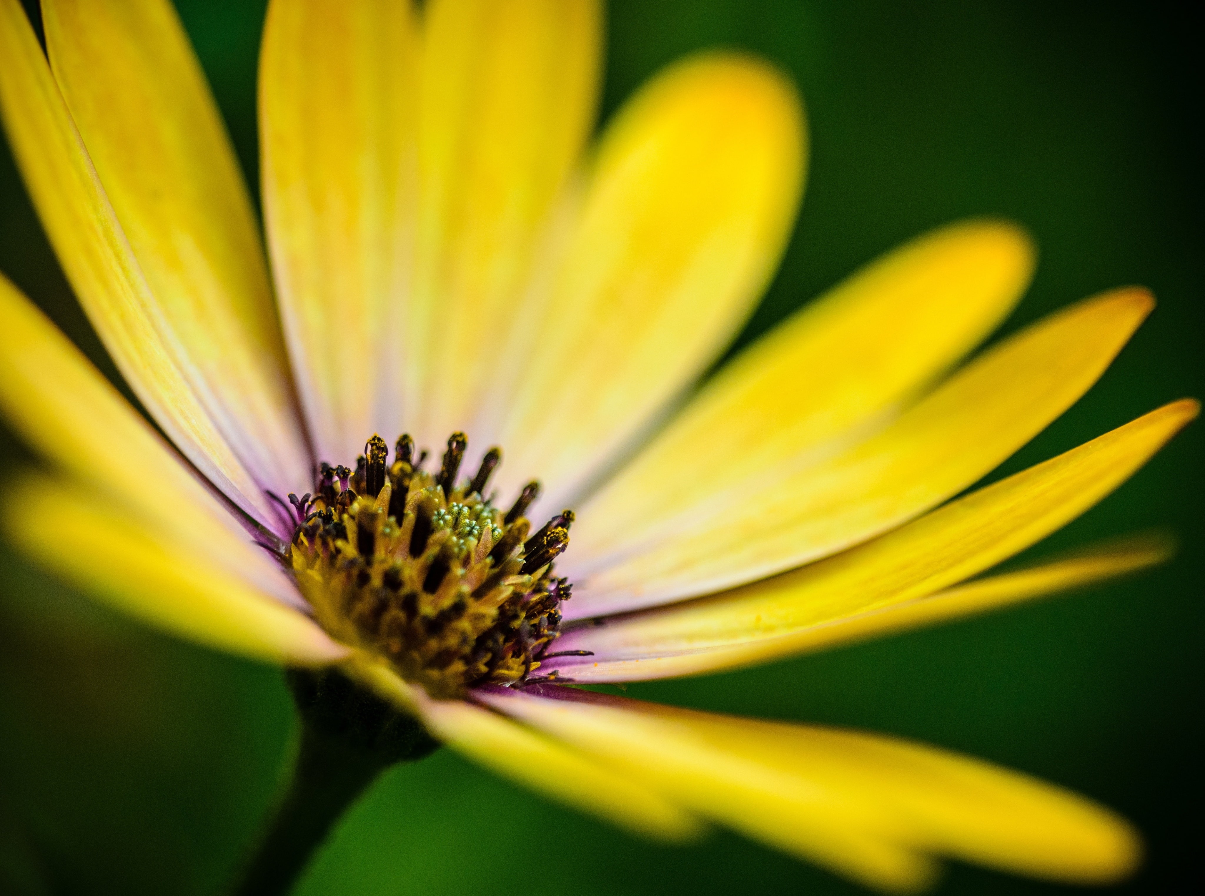 springtime, Flower, Colorful, Daisy, flower head, Natural, Garden, freshness, Blooming, Intense, Bright, Plant, fragility, Nature, no people, botany, Macro, HD Wallpaper