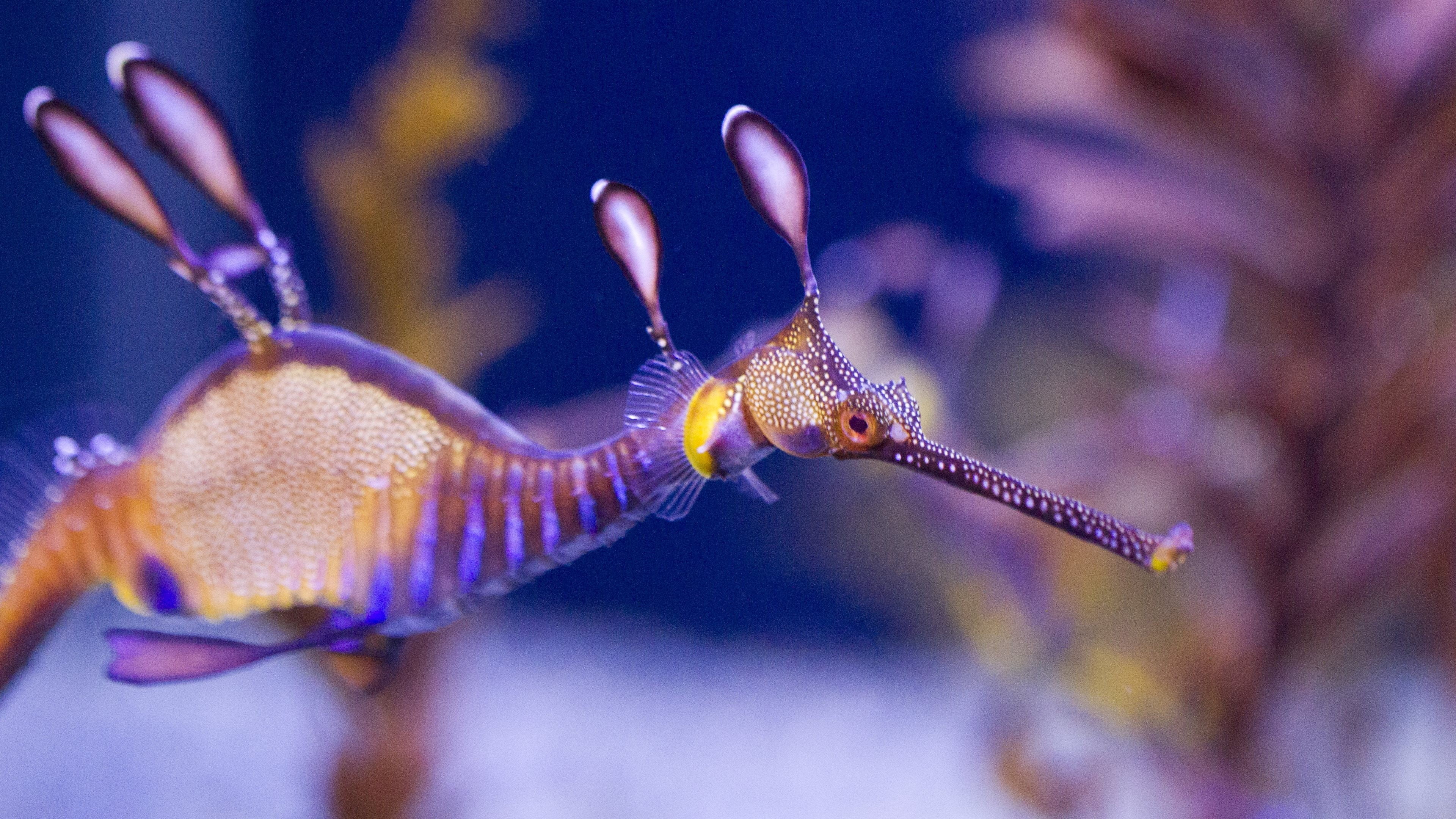 photography, nature, selective focus, undersea, 4K, animals in captivity, sea life, animal, close-up, swimming, focus on foreground, seahorse, water, seahorses, HD Wallpaper