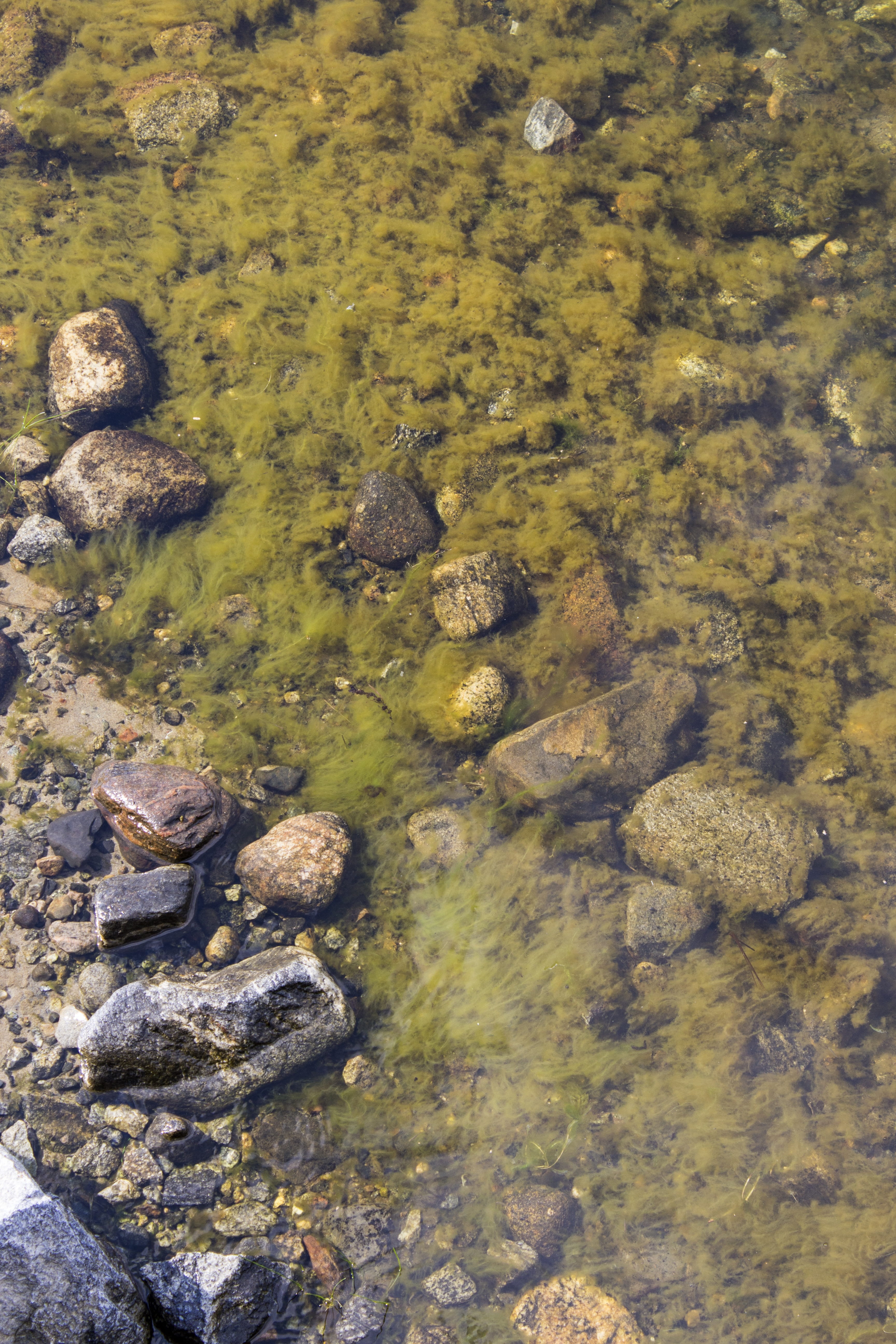 no people, stone - object, archipelago, green color, shallow, pebble, tranquility, nature, water, solid, stones, summer, sea, plant, tranquil scene, lake, Phone HD Wallpaper