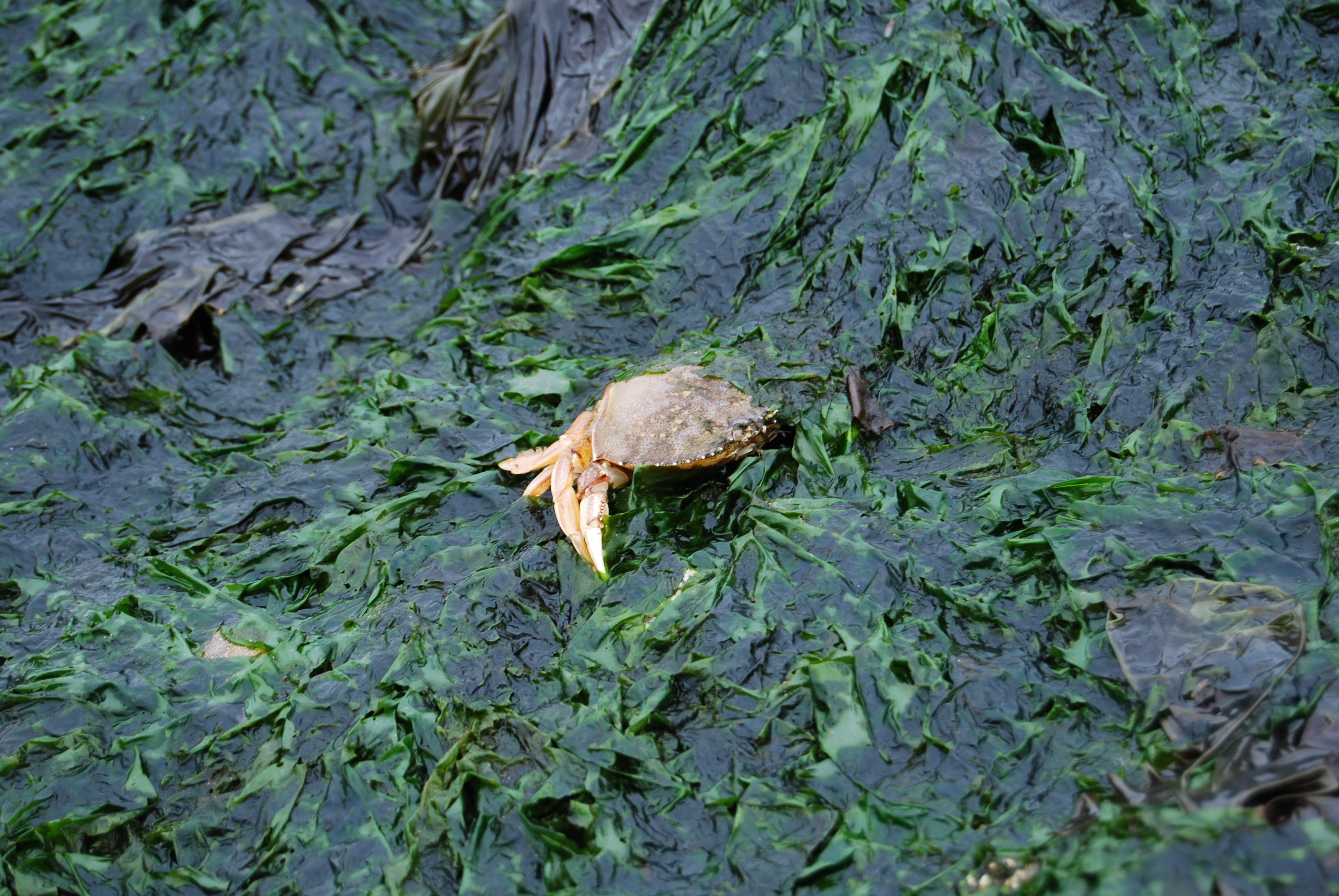 captured, animal themes, plant, nature, leaf, animals in the wild, one animal, land, green color, seagrass, beach, outdoors, animal wildlife, growth, seaweed, HD Wallpaper