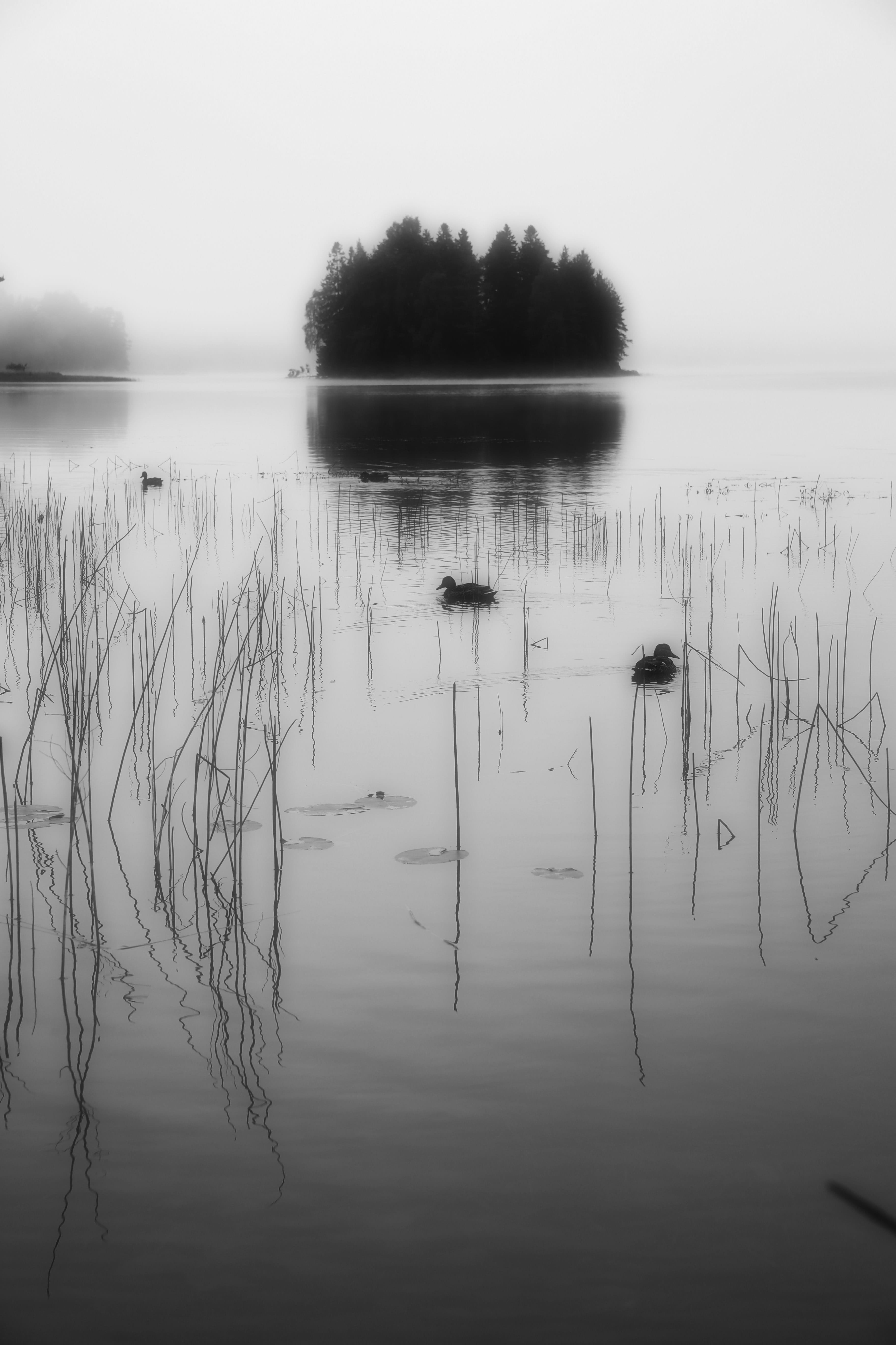 animal themes, beauty in nature, 5K, scenics - nature, fog, sky, Mist, Ducks, non-urban scene, tranquil scene, Seagrass, tranquility, tree, plant, day, Phone HD Wallpaper