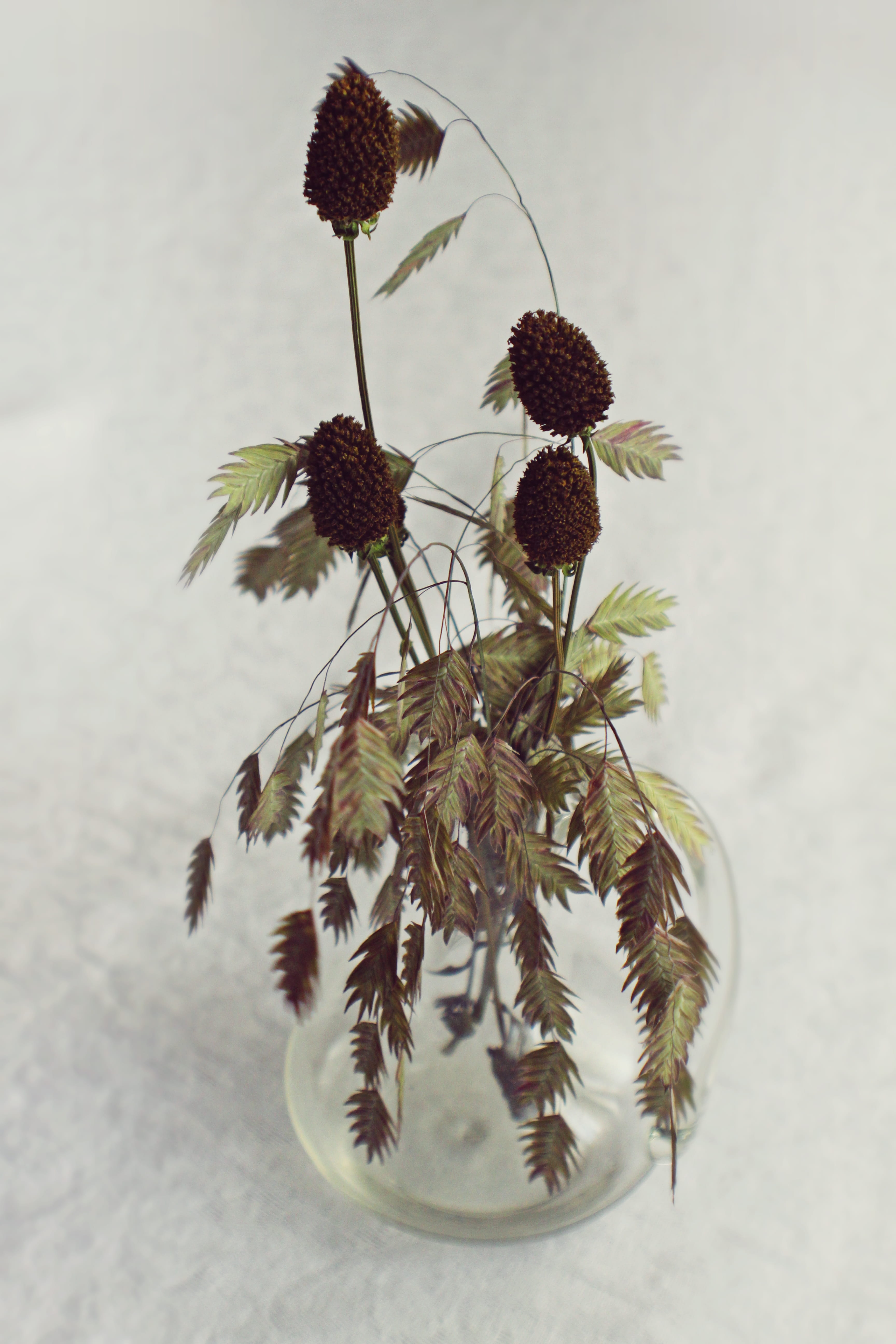 dried, flowering plant, indoors, inflorescence, centerpiece, growth, no people, sunflower, plant part, nature, seagrass, close-up, wall - building feature, Phone HD Wallpaper