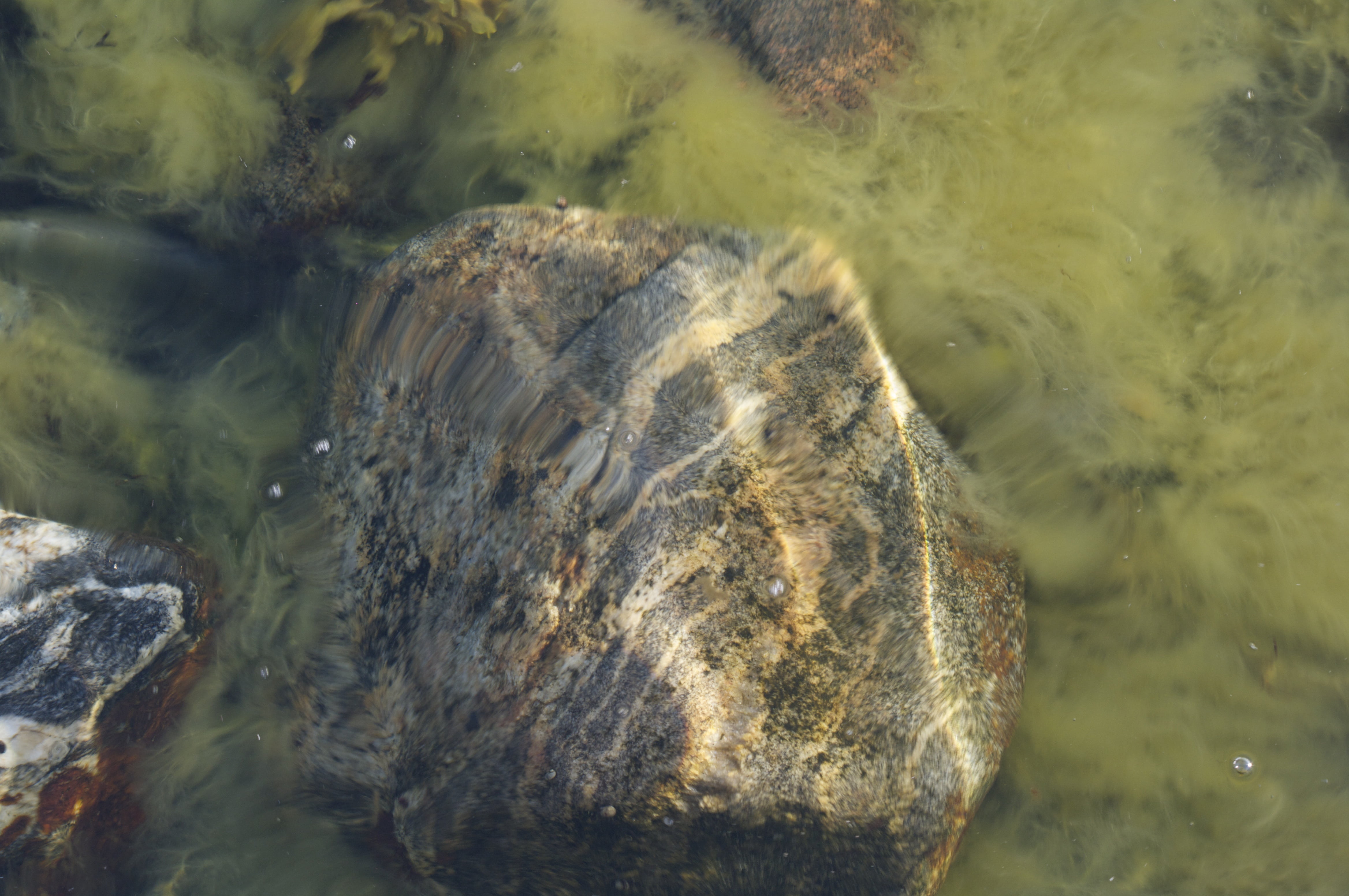 seagrass, nature, underwater, beauty in nature, solid, animal wildlife, outdoors, rock, animal, the ocean floor, flowing water, water, no people, one animal, HD Wallpaper