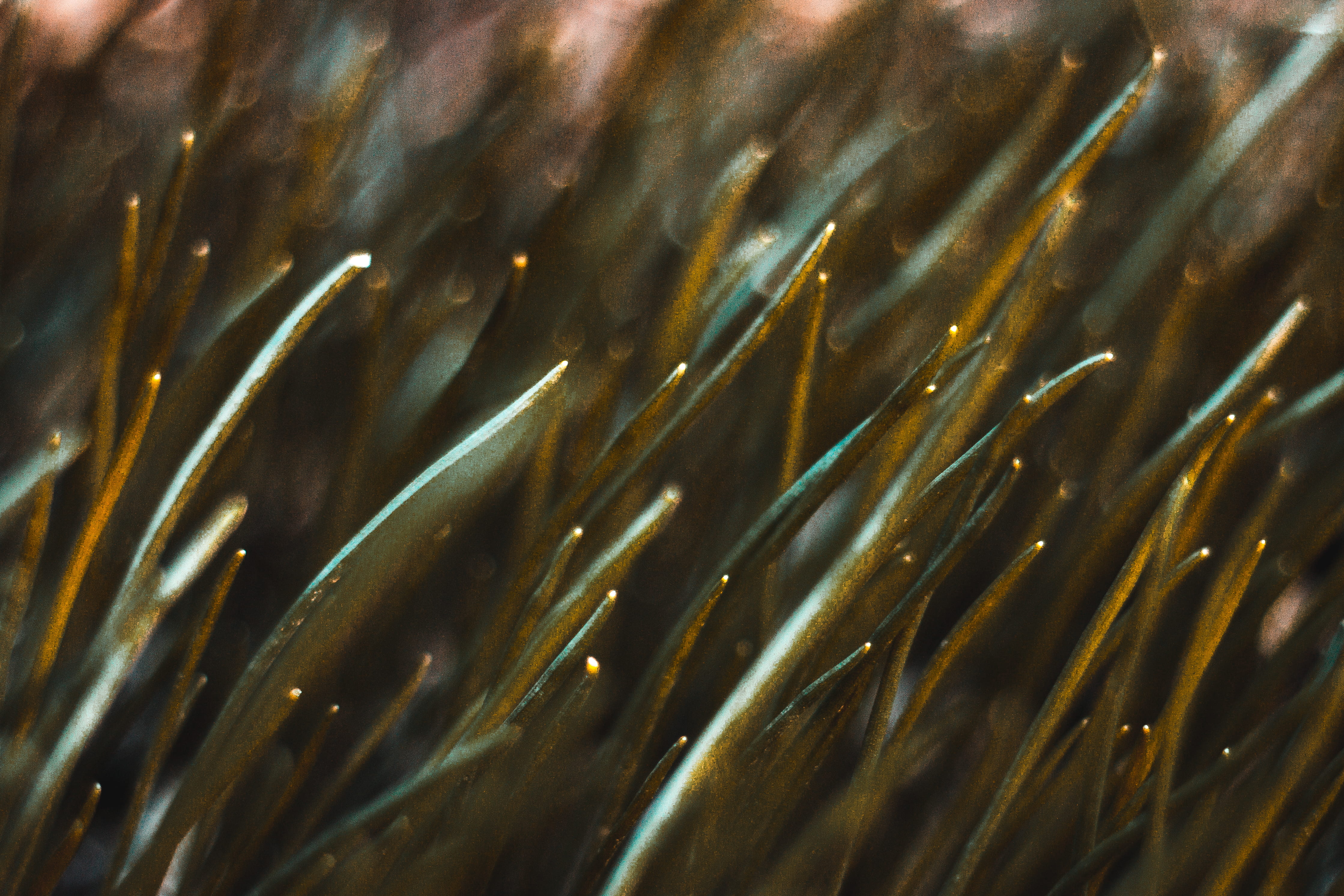close-up, communication, selective focus, growth, seaweed, seabed, shiny, backgrounds, full frame, feather, beauty in nature, grass, nature, metal, outdoors, HD Wallpaper