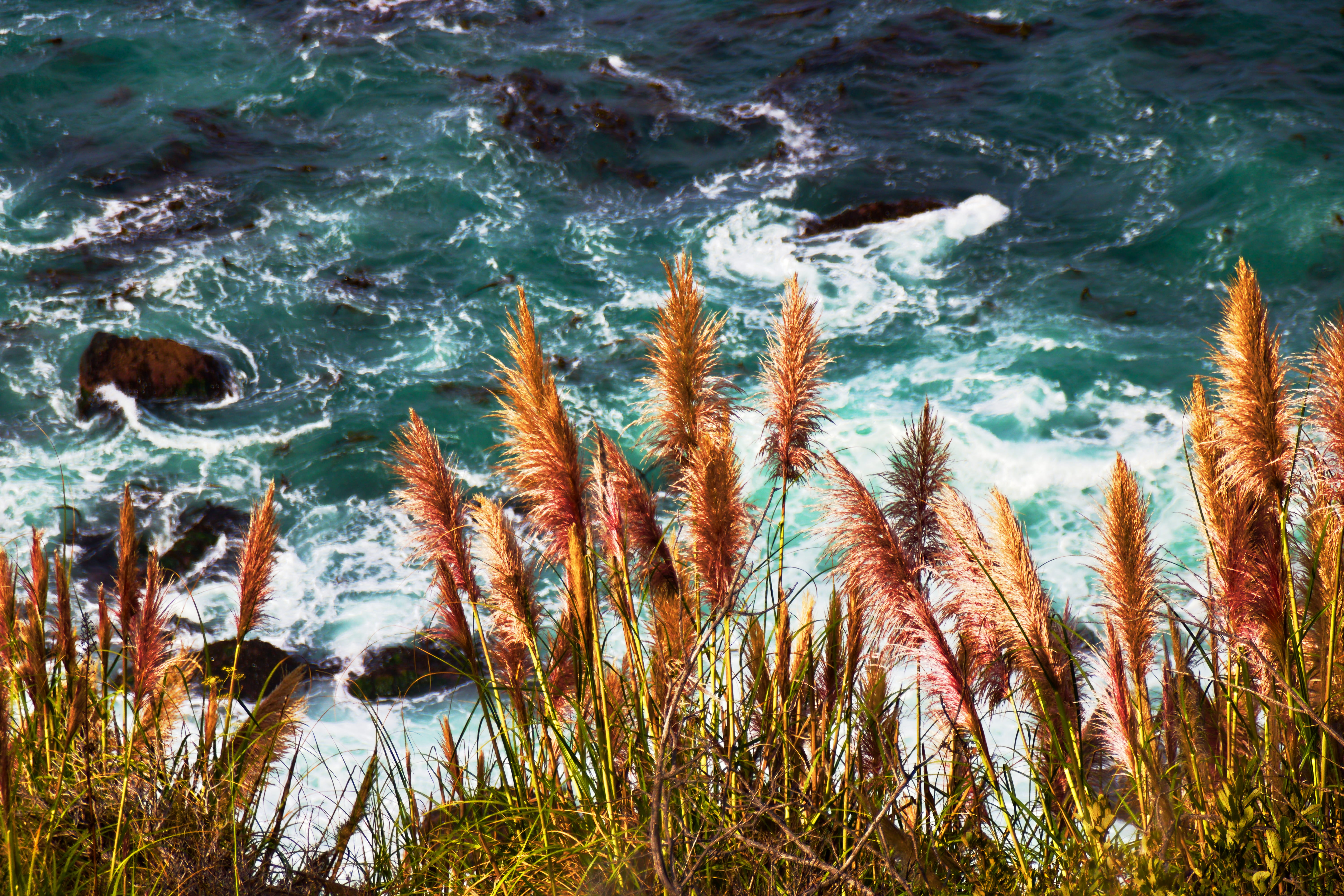 water, beauty in nature, spray, wave, grass, scenics - nature, monterey, close-up, plant, sun, california, growth, tranquil scene, seagrass, land, day, HD Wallpaper