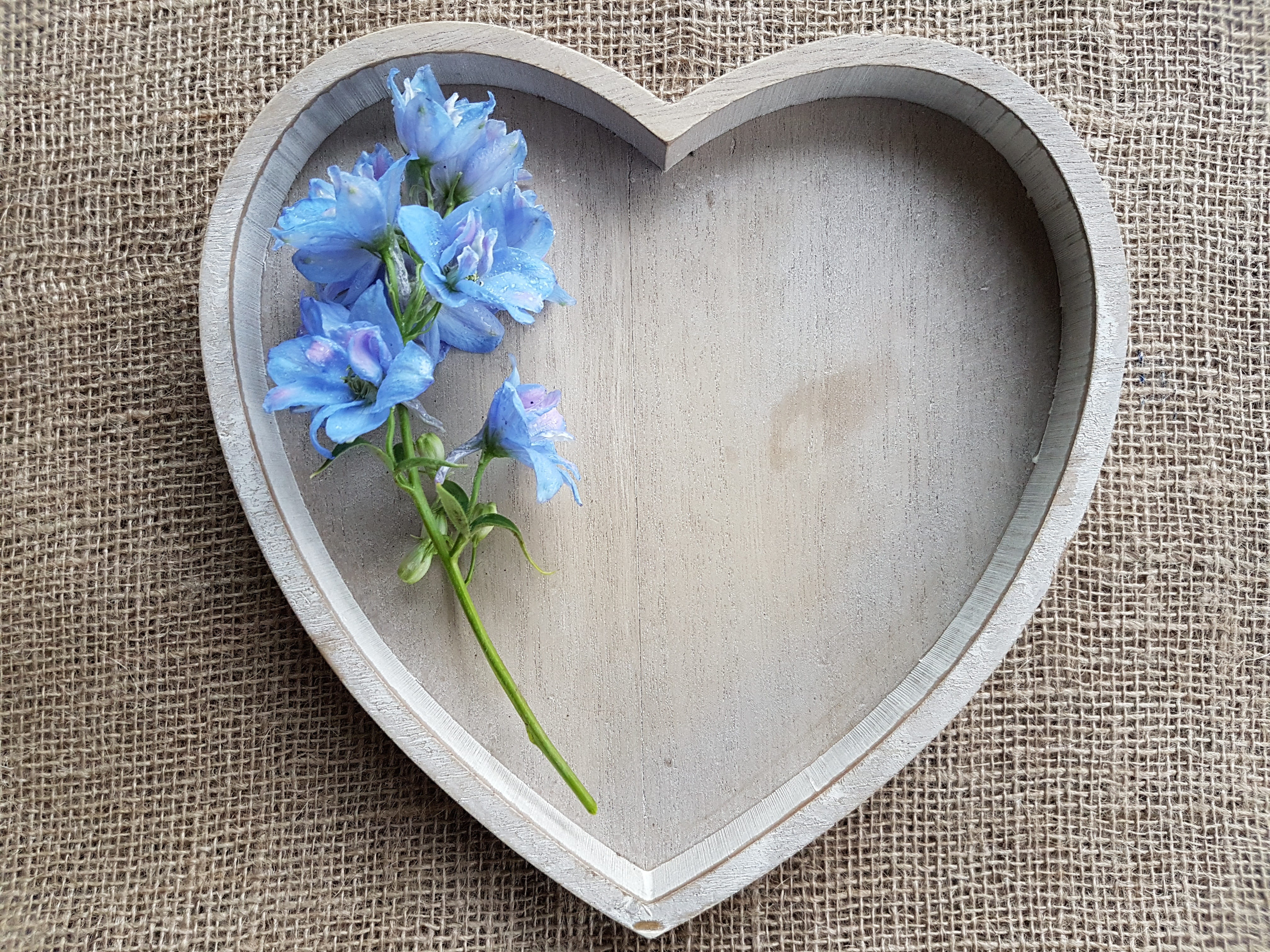 freshness, flowering plant, gray, flowers, directly above, nature, fragility, knolling - concept, heart, shaped, close-up, bouquet, flower arrangement, HD Wallpaper