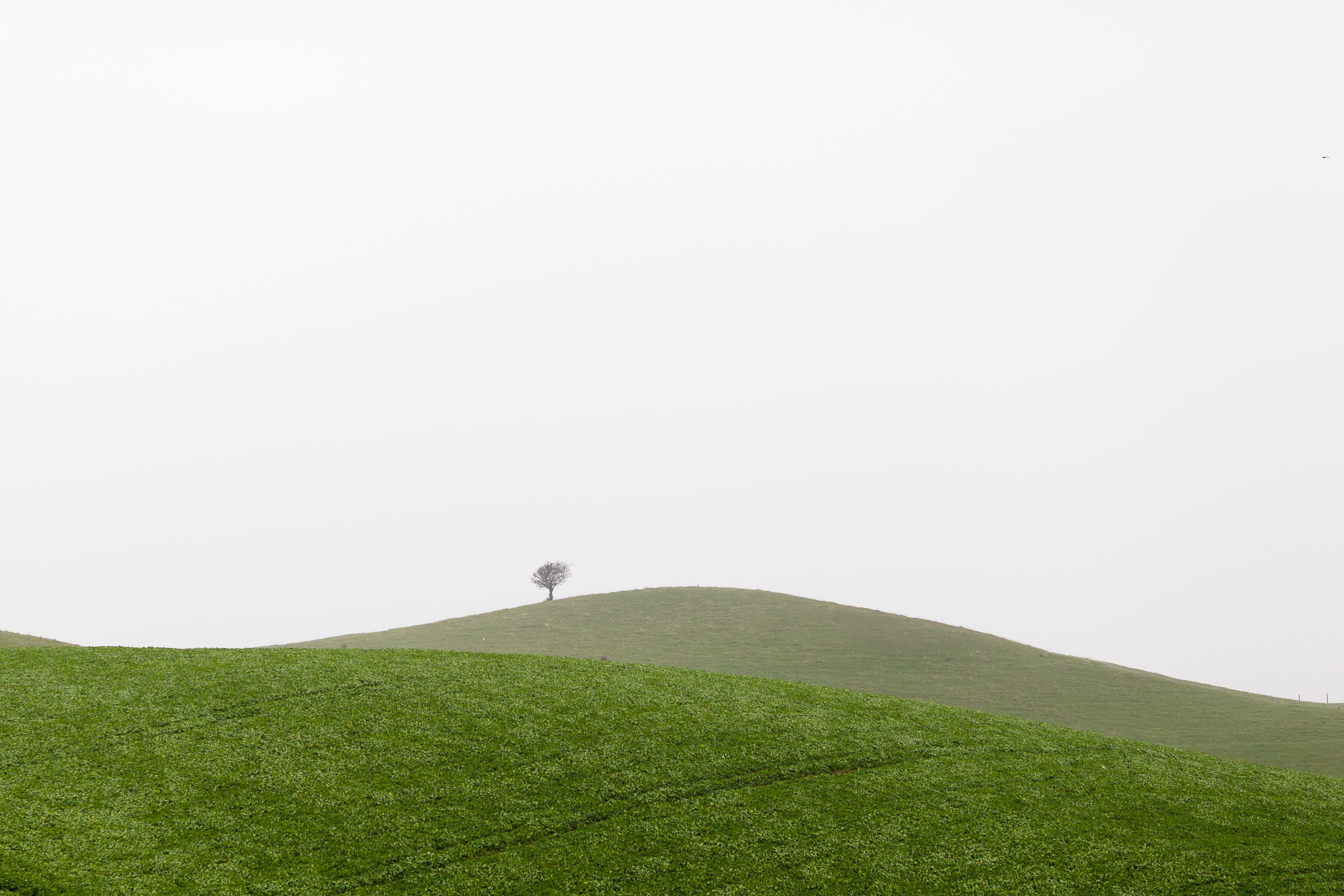 beauty in nature, scenics, leafed, non-urban scene, green Color, leisure activity, nature, adult, landscape, tranquility, summer, tree, meadow, copy space, HD Wallpaper