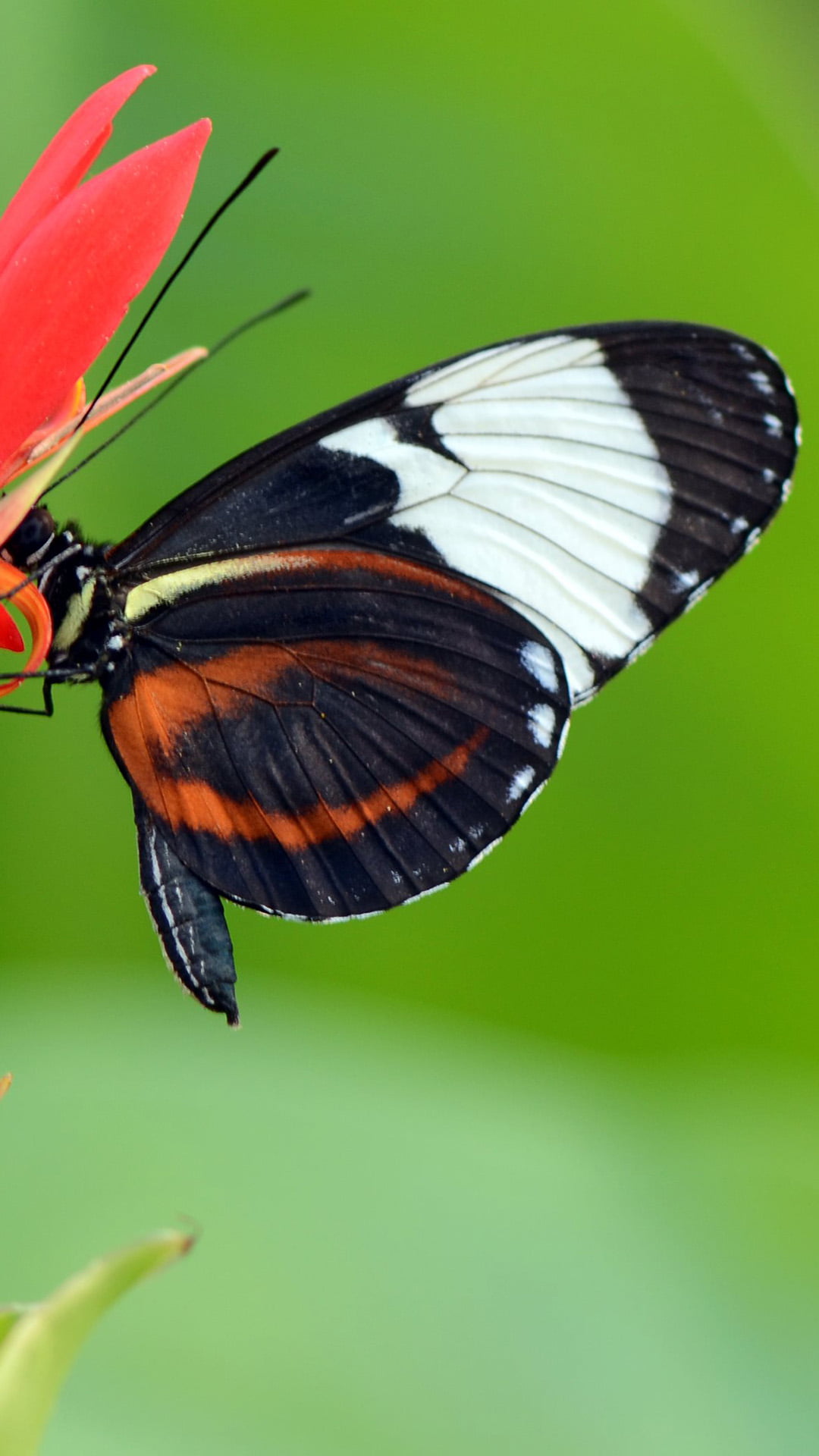 Animals, invertebrate, animal wildlife, beautiful, Butterfly, nature, black, animals in the wild, fragility, animal wing, flower, brown, vulnerability, Phone HD Wallpaper
