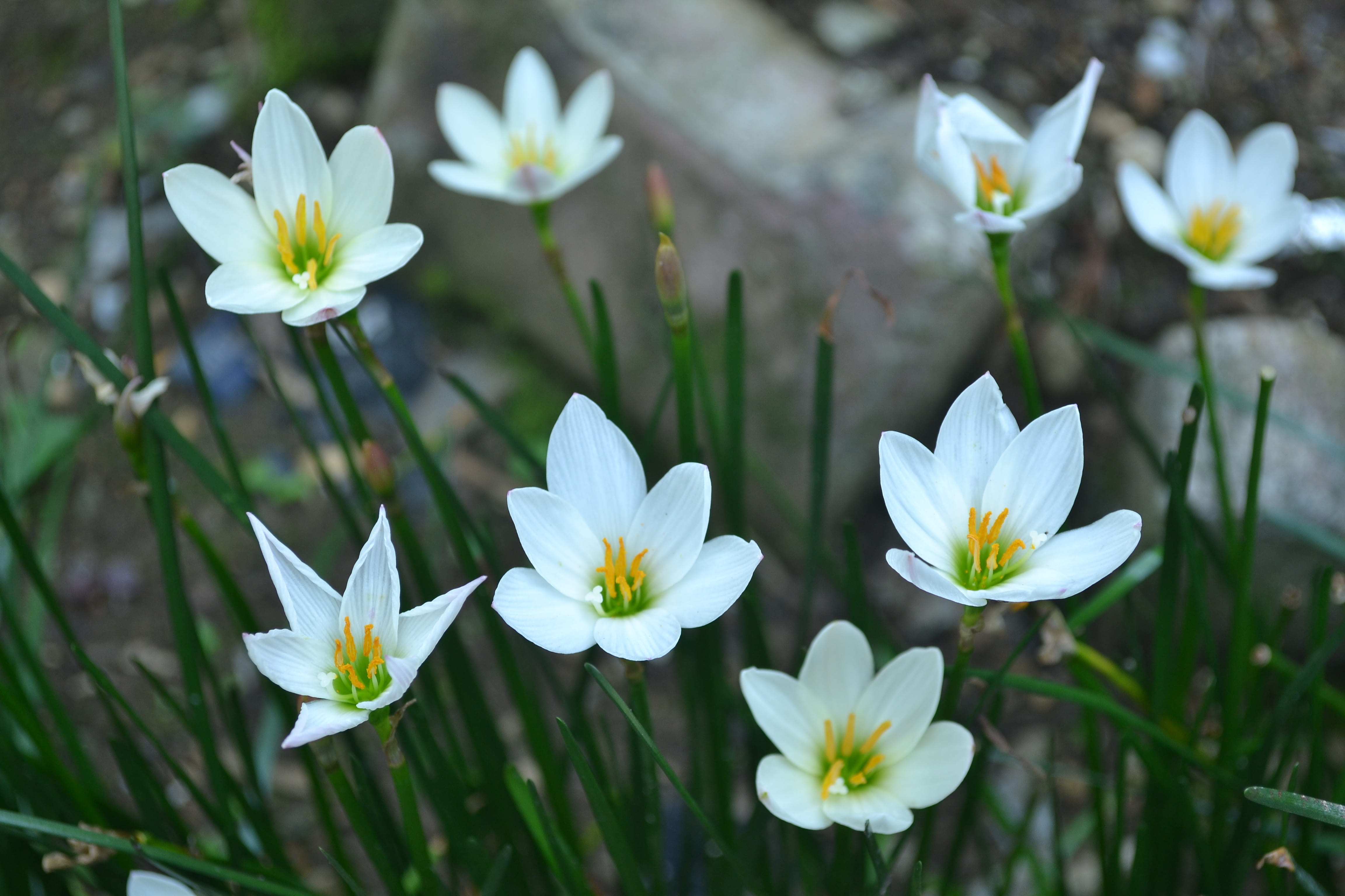 fireworks background, close-up, flowering plant, freshness, flower, back pain, fragility, thanksgiving background, vulnerability, day, blossom, crocus, HD Wallpaper