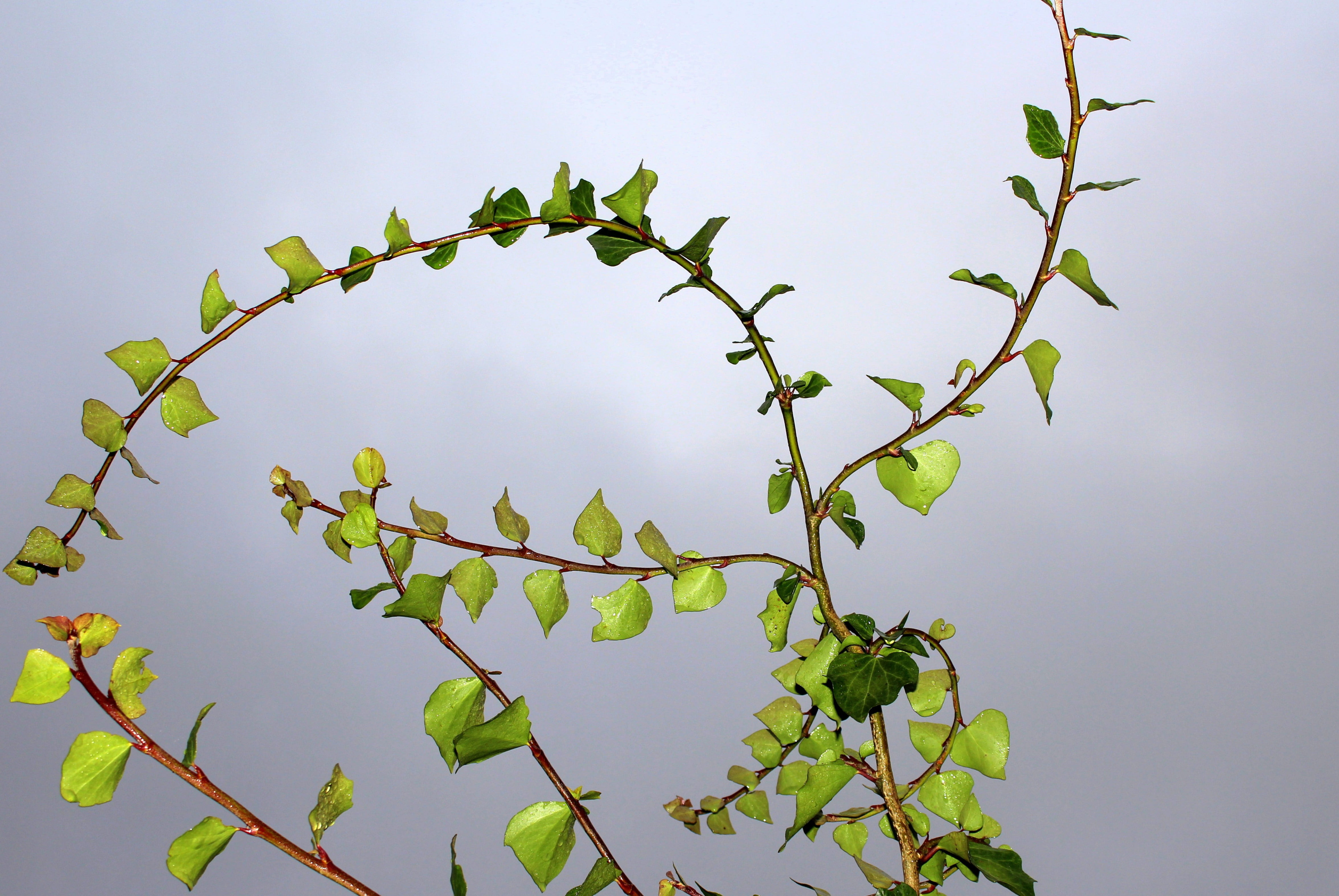 twig, green, beauty in nature, outdoors, dom, low angle view, plant part, loose branches, no people, nature, 4K, freshness, close-up, day, growth, food, HD Wallpaper