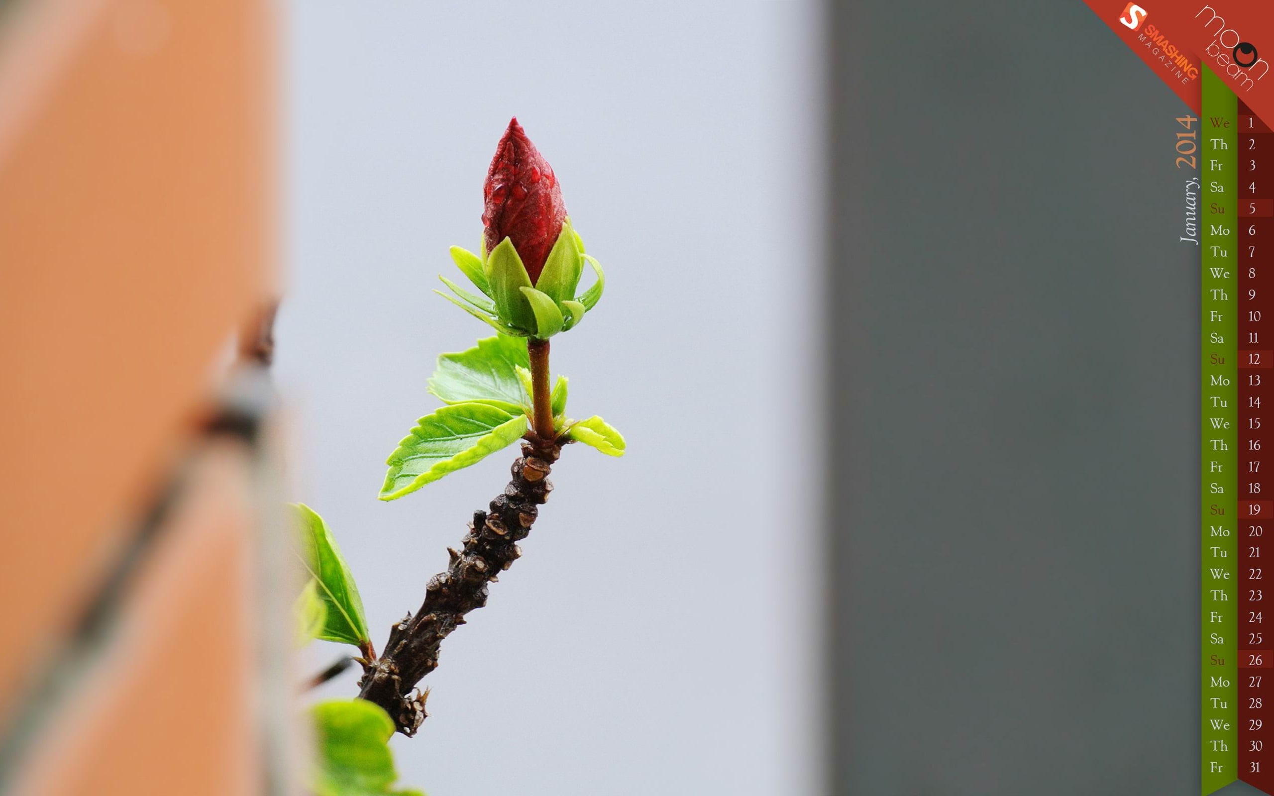 growth, plant, vulnerability, selective focus, fragility, spring, calend, close-up, wake, leaf, no people, freshness, focus on foreground, flower, beginnings, HD Wallpaper