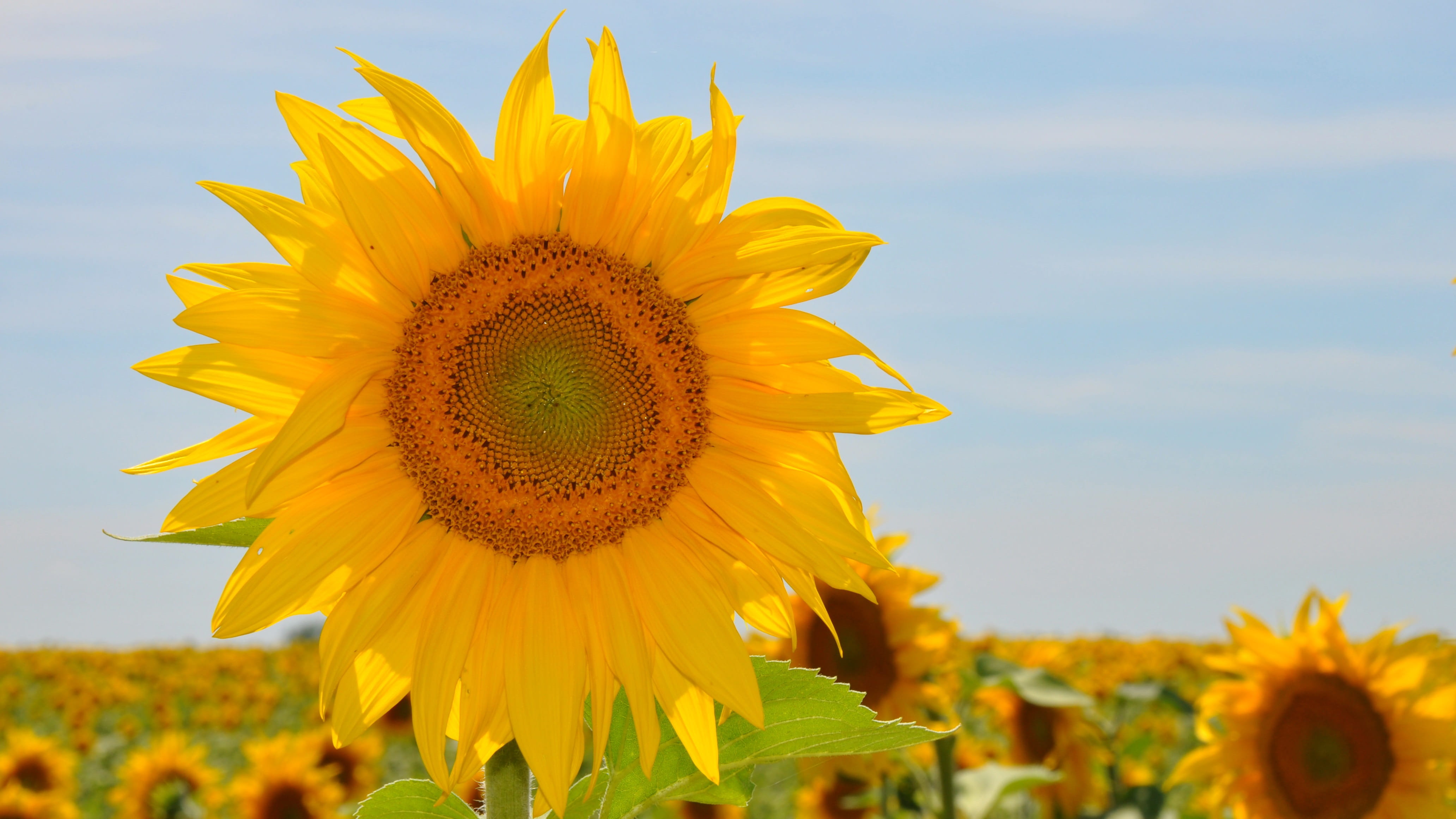 pollen, farm, growth, focus on foreground, outdoors, seed, flower head, sunflower, sunflower field, flowering plant, meadow, daylight, sky, freshness, vulnerability, HD Wallpaper