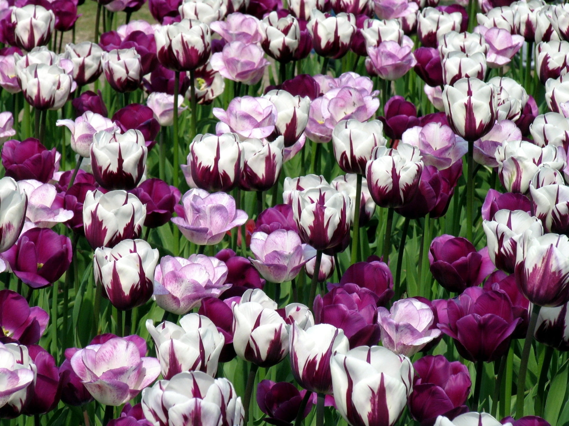 green Color, botany, day, tulip, white, abundance, colors, red, close-up, beauty In Nature, pink Color, fragility, flowers, vulnerability, tulips, bouquet, HD Wallpaper