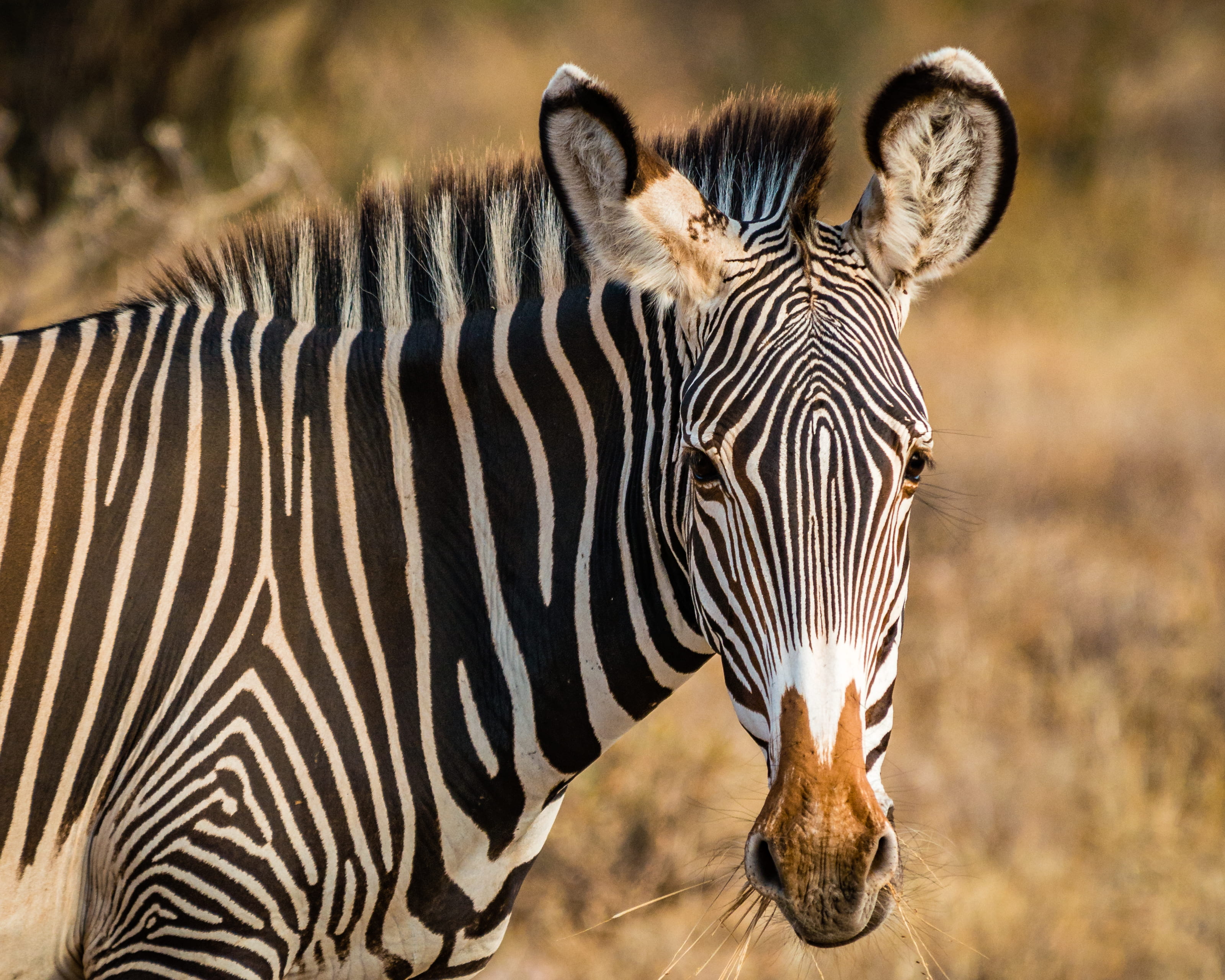 day, outdoors, wildlife, animal wildlife, vertebrate, safari, zebra, group of animals, striped, semi-arid, light, animal head, portrait, mammal, 2K, broad, HD Wallpaper
