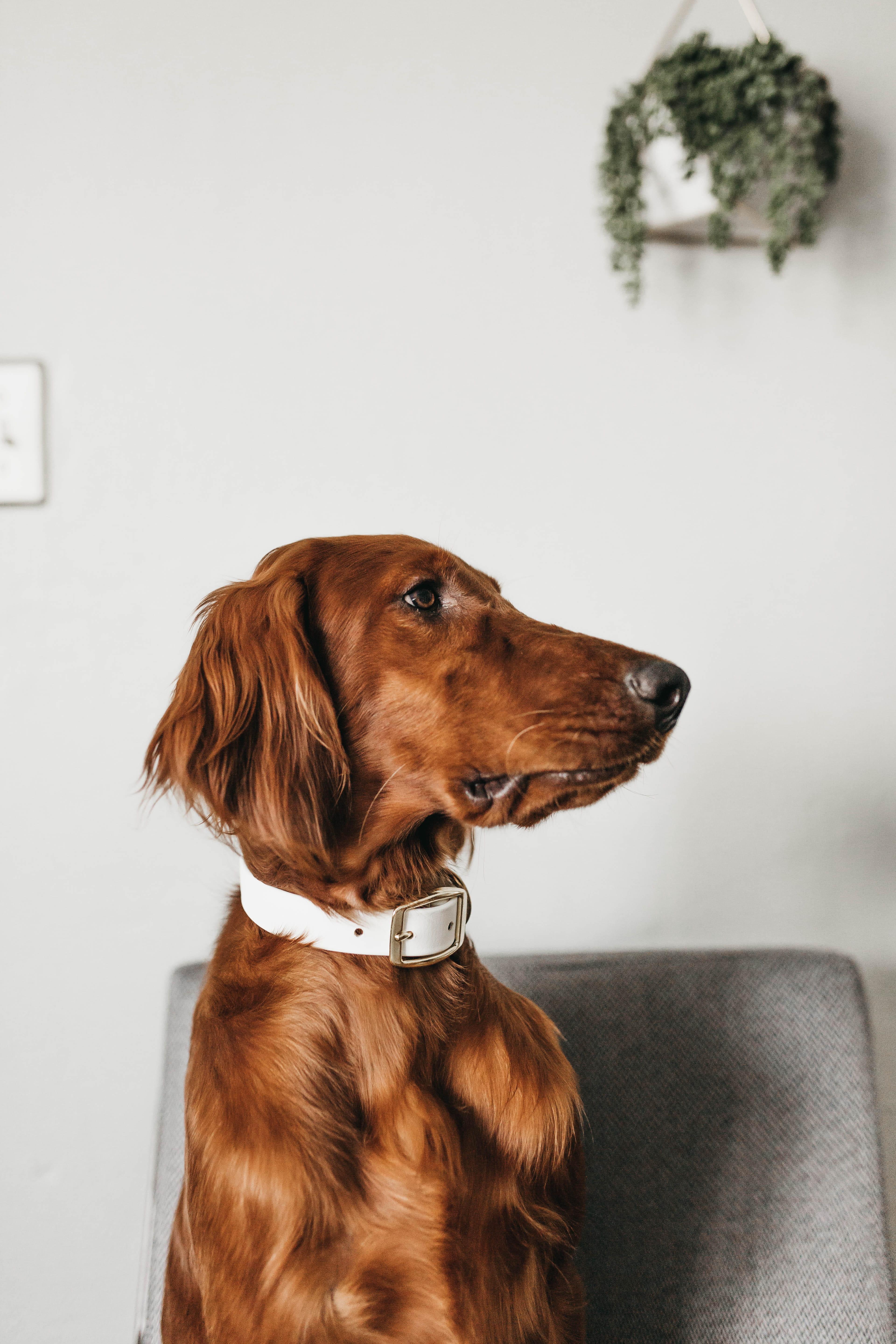 animal Head, irish Setter, fur, dachshund, pet, profile, domestic Animals, red, hound, animal, looking away, minimalist, close-up, long, indoors, canine, Phone HD Wallpaper