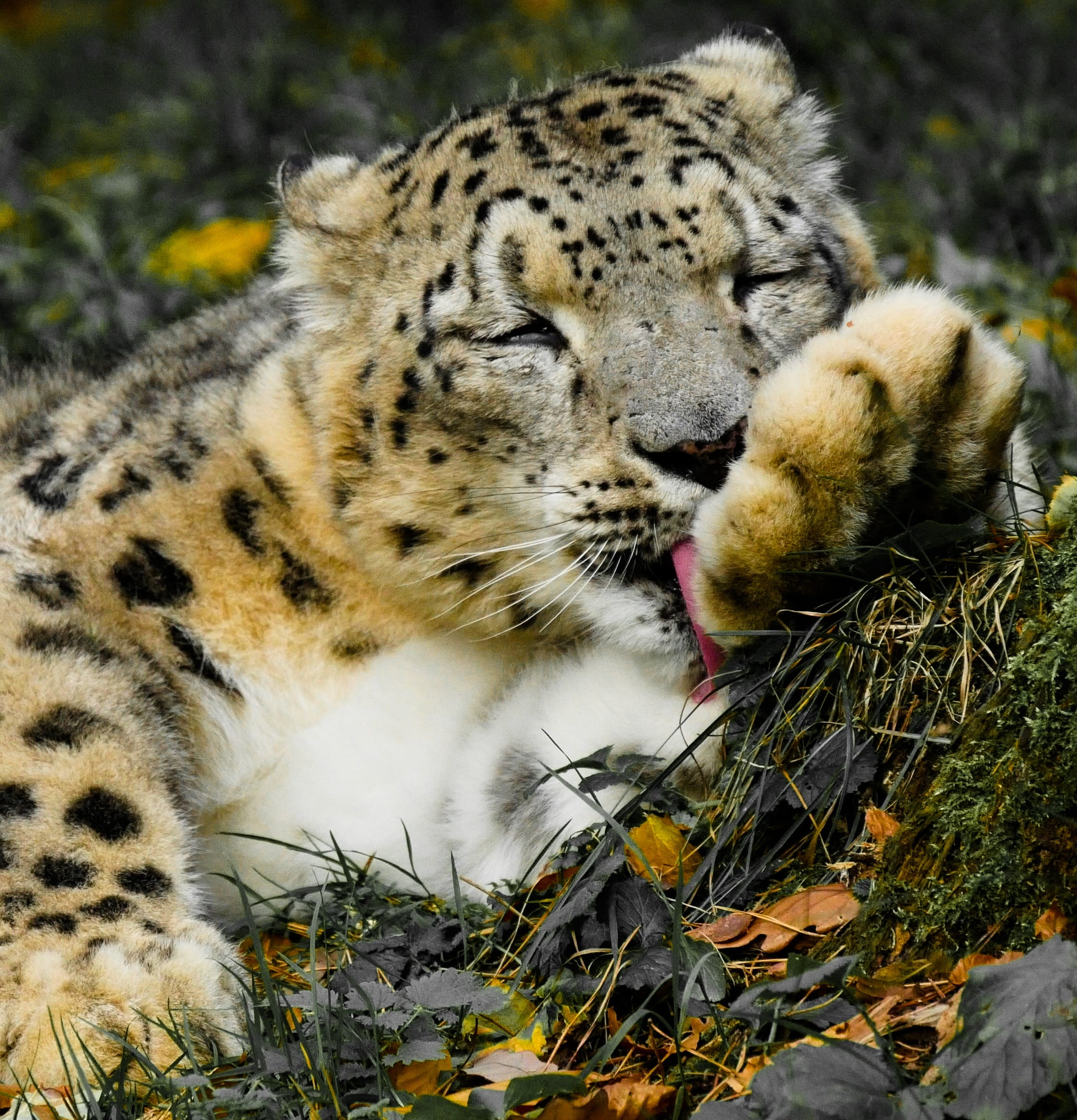 nature, 1080P, photography, tongue, predator, leopard, animals in the wild, young animal, cat motif, land, shallow, no people, animal, lick, whisker, field, Phone HD Wallpaper