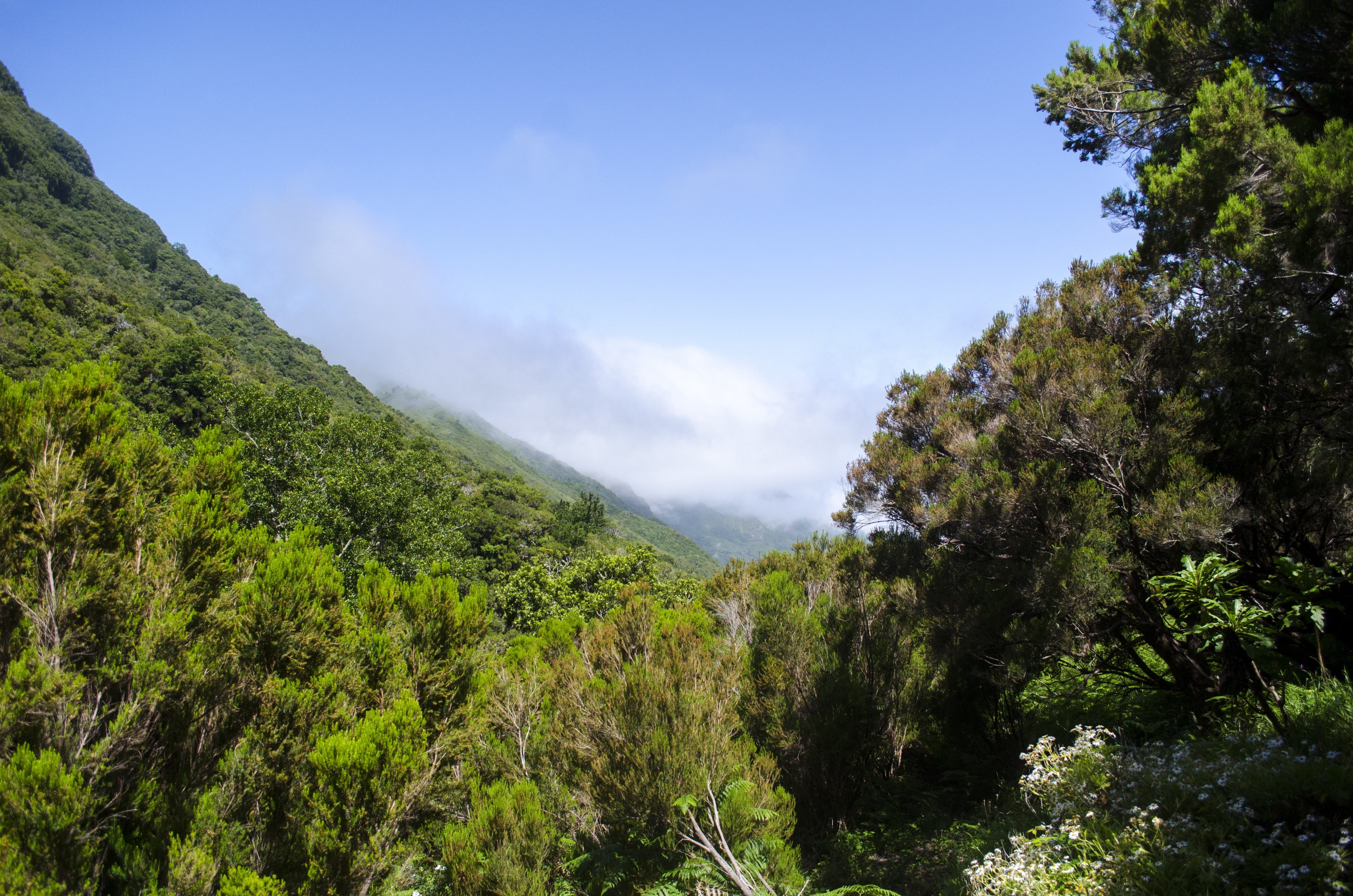 sewn, rainforest, green color, top view, nature, landscape, no people, plant, lush foliage, non-urban scene, scenics - nature, sky, tree, tranquil scene, HD Wallpaper