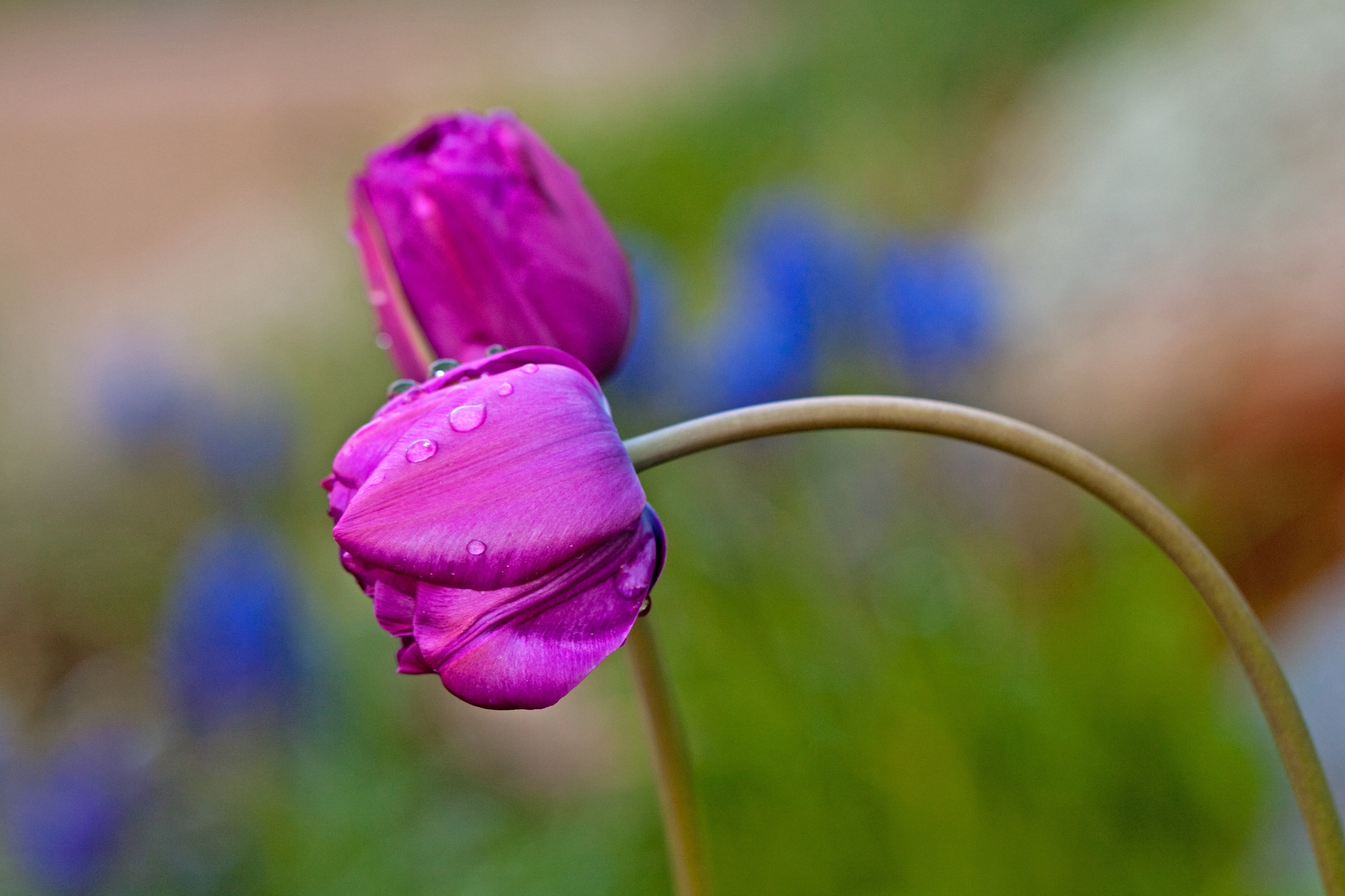 focus, closeup, plant, bending, petal, Explore, Front Page, bulb, macro, nature, selective, flower, close-up, tulips, Colorado, spring, selective-focus, HD Wallpaper