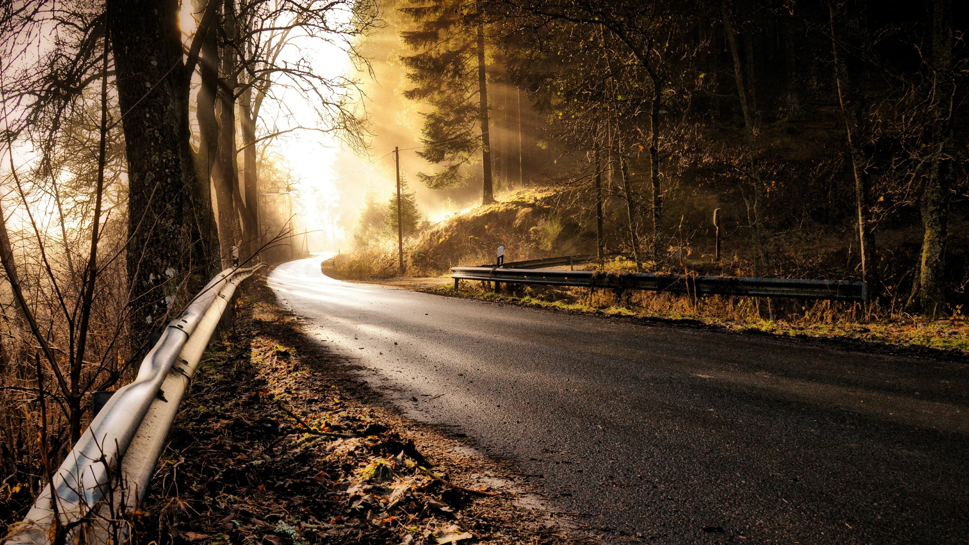 4K, forest, road, nature, bend, plant, autumn, sunlight, tree, morning, light, HD Wallpaper