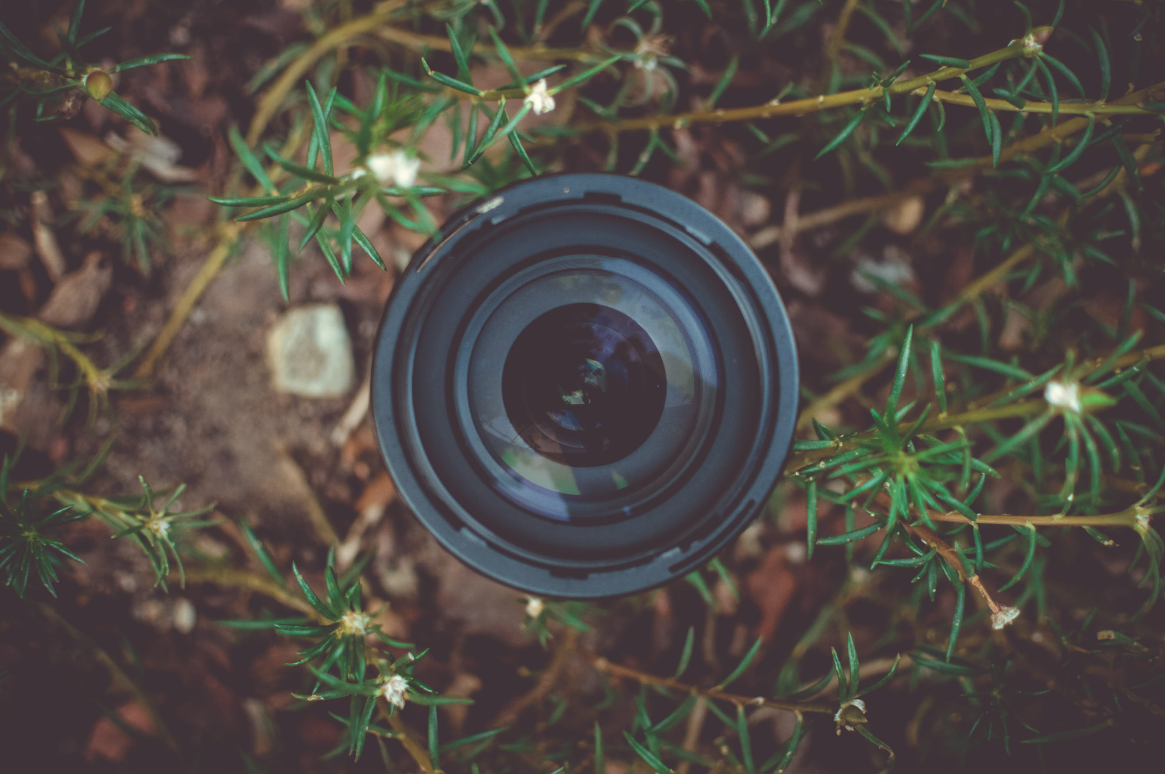 4K, digital camera, day, plant, close-up, dslr, leaf, photography, lens - optical instrument, field, circle, high angle view, outdoors, technology, green, HD Wallpaper