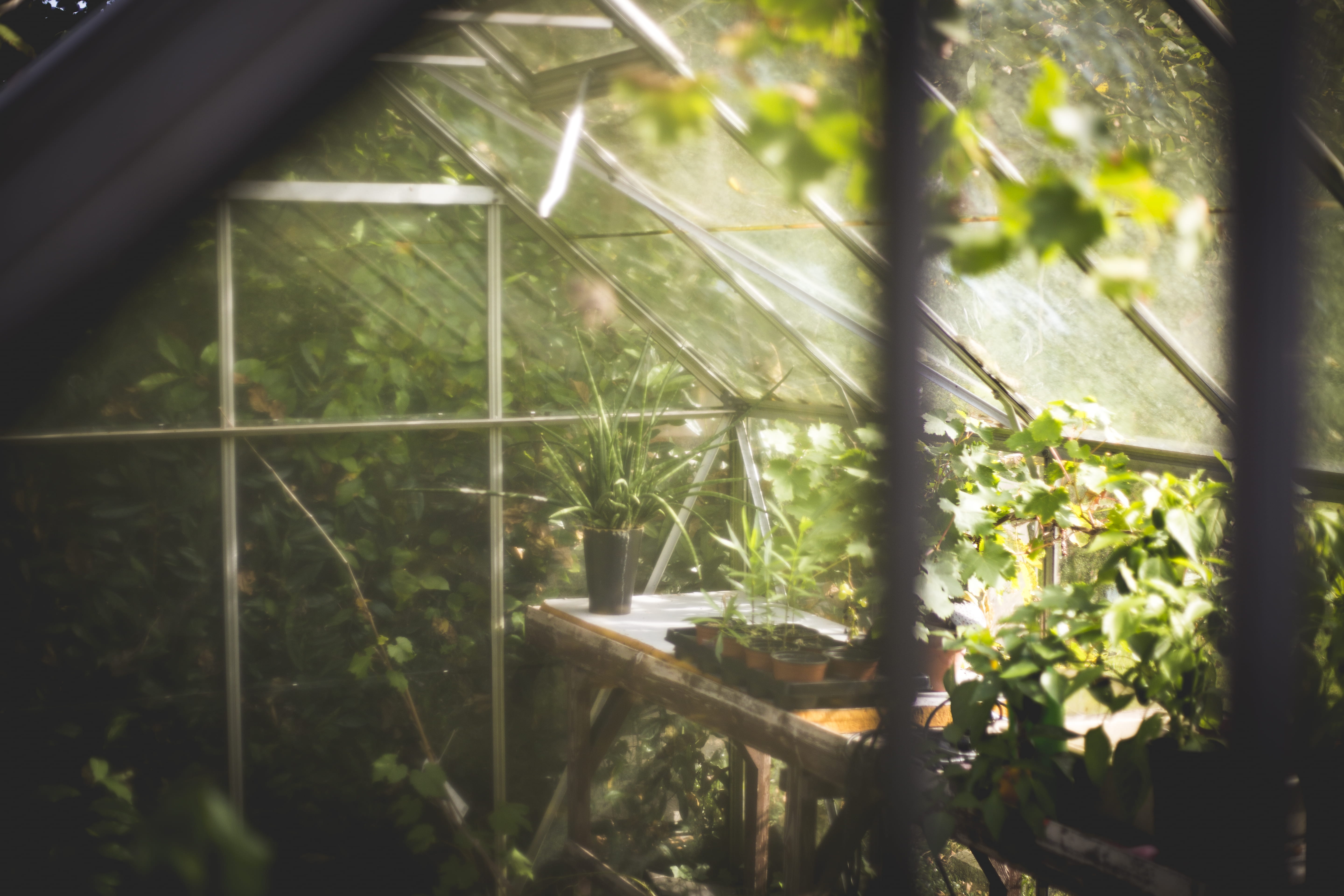 shadow, nature, architecture, 5K, greenery, leaf, land, glass - material, foliage, potted, close-up, overgrown, wooden, greenhouse, green color, table, HD Wallpaper