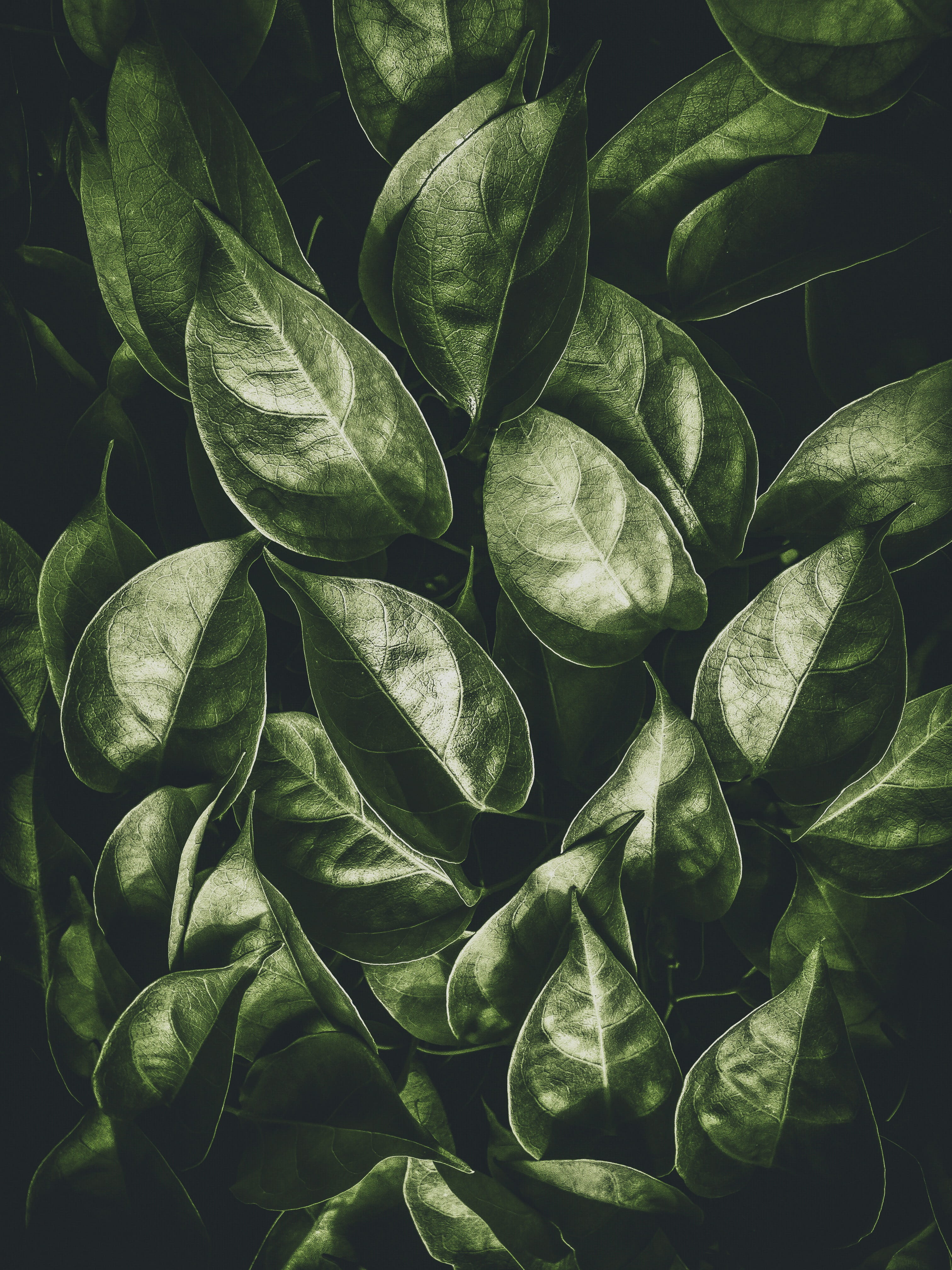 background, organic, mobile, lake, texture style, wanderlust, freshness, food, greenery, leafe, texture, shot, green, vegetable, photo, leafed, pattern, Phone HD Wallpaper