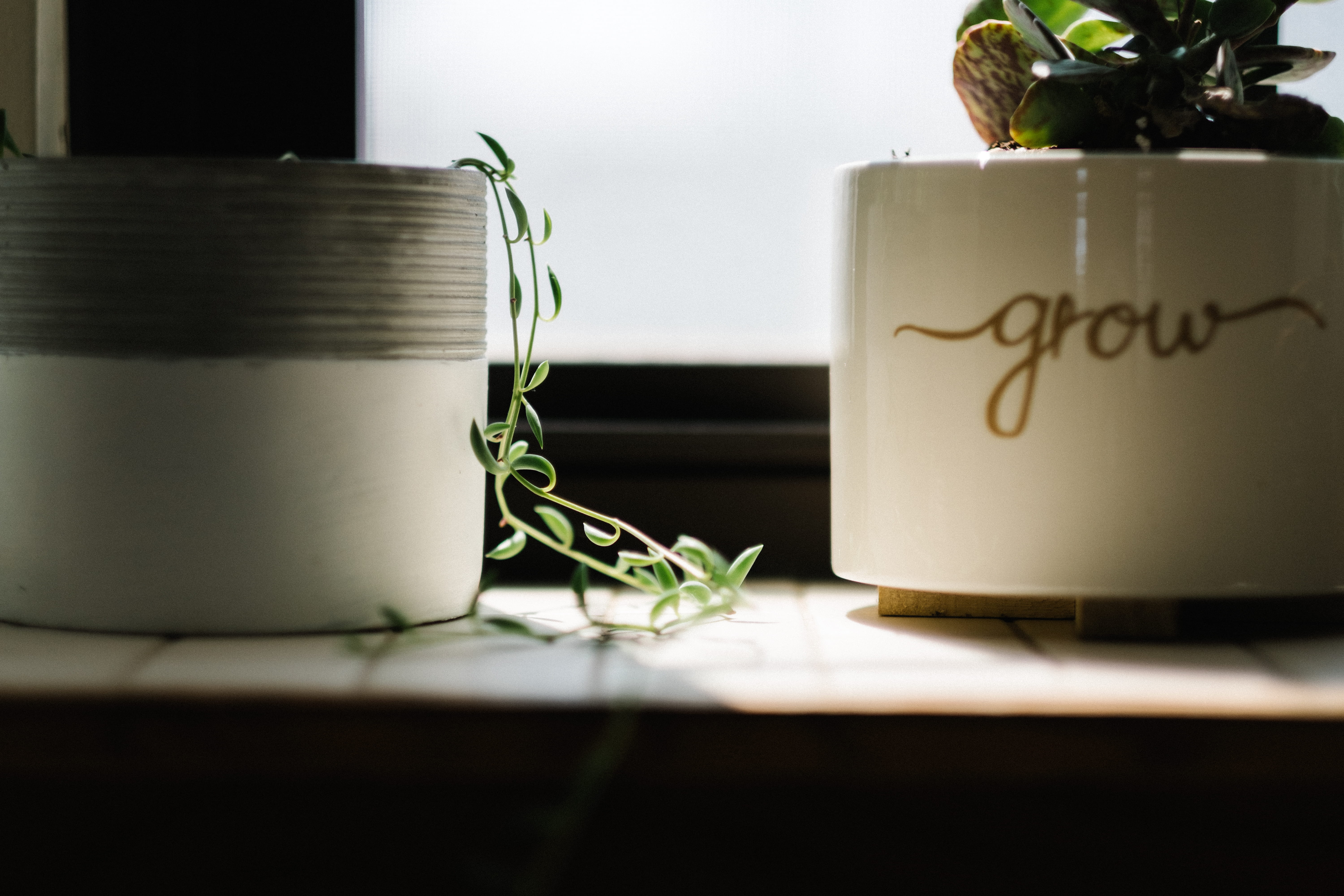 pot, beside, united states, leaf, potted plant, nature, pottery, coffee cup, text, birthday cake, jar, healthy eating, leafed, cup, container, food and drink, HD Wallpaper
