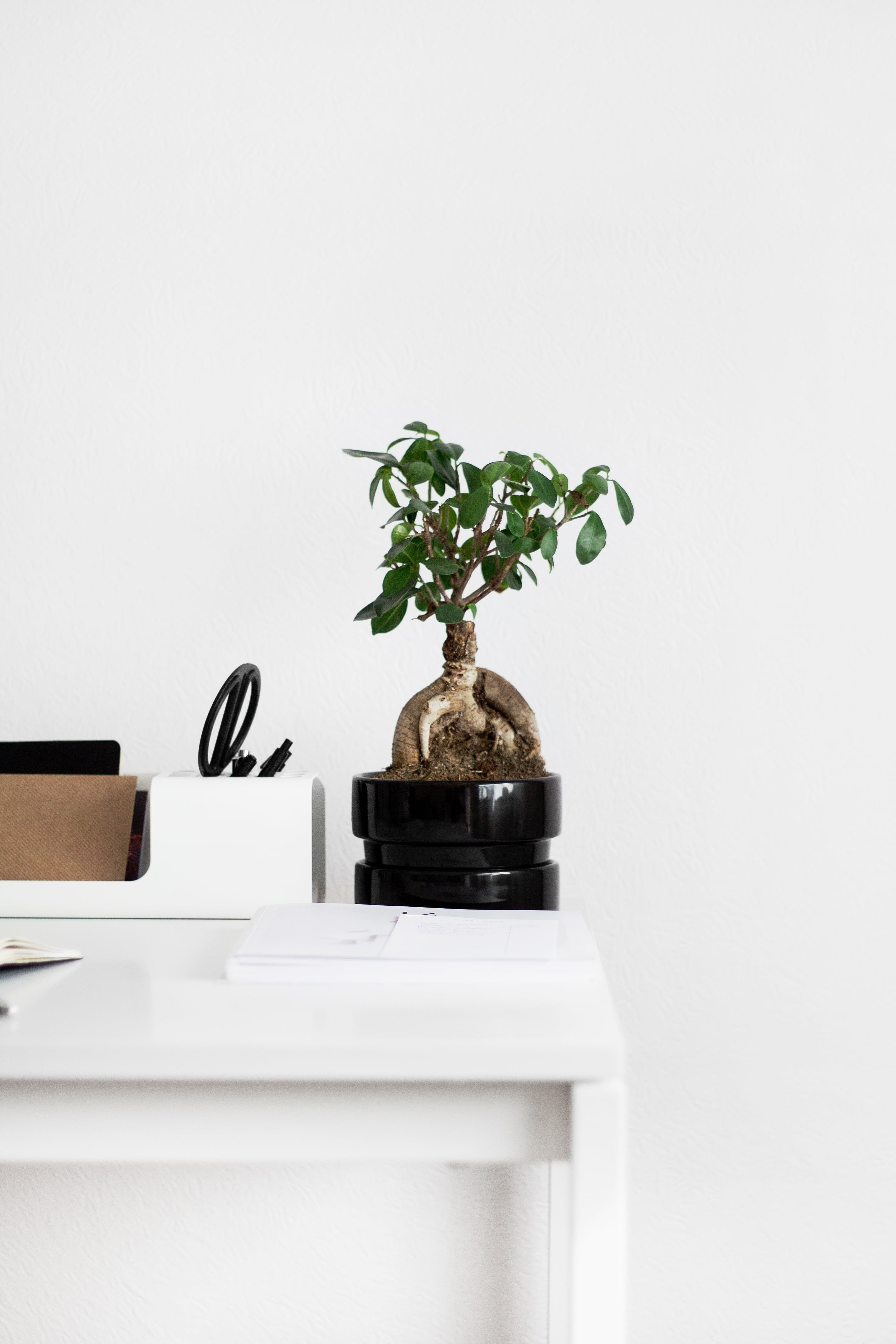 flowerpot, tree, pot, nature, leaf, wall, white, round, furniture, beside, fragility, day, home interior, leafed, white background, plant part, potted plant, Phone HD Wallpaper