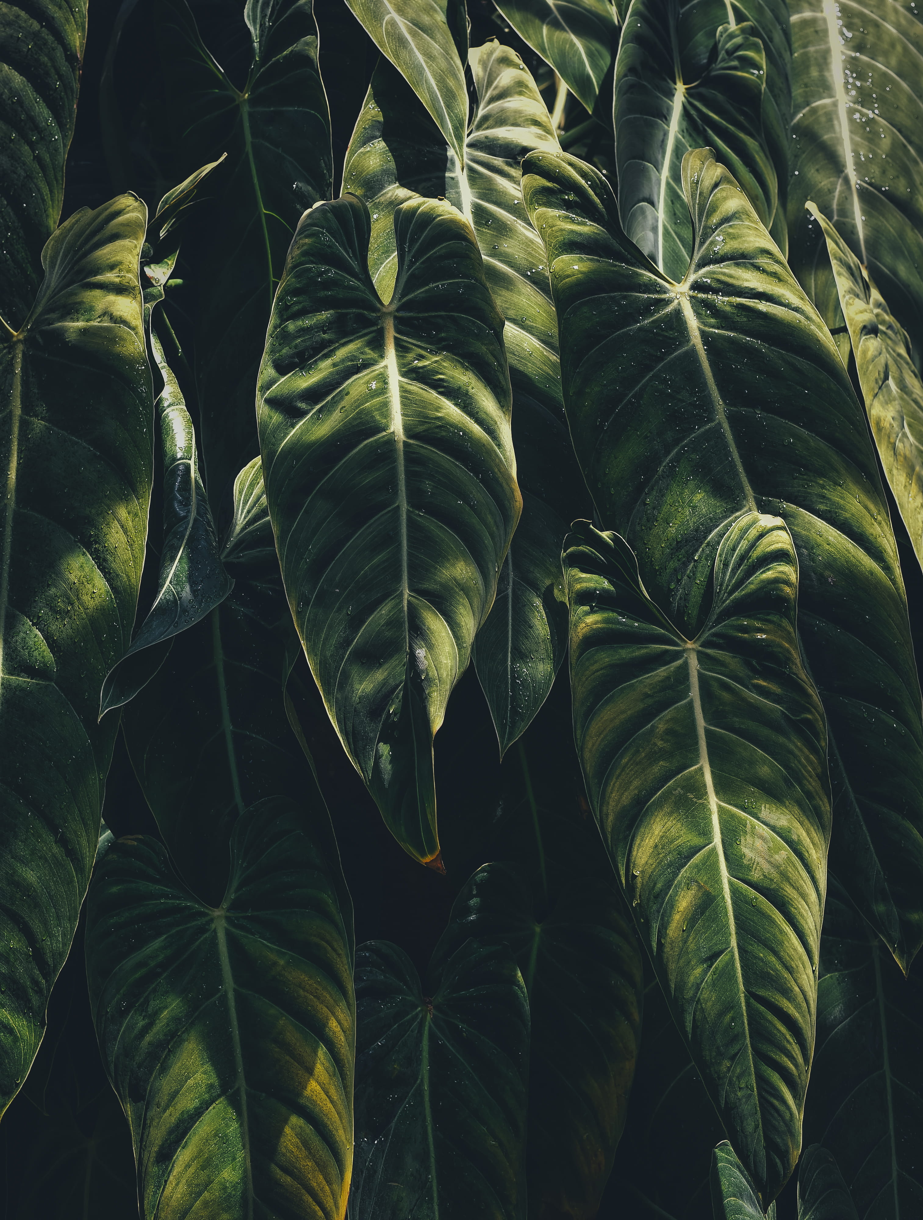 healthy eating, green leaf, agriculture, plant part, nature, close, leafe, beauty in nature, tree, greenery, wellbeing, growth, 4K, freshness, leaves, Phone HD Wallpaper