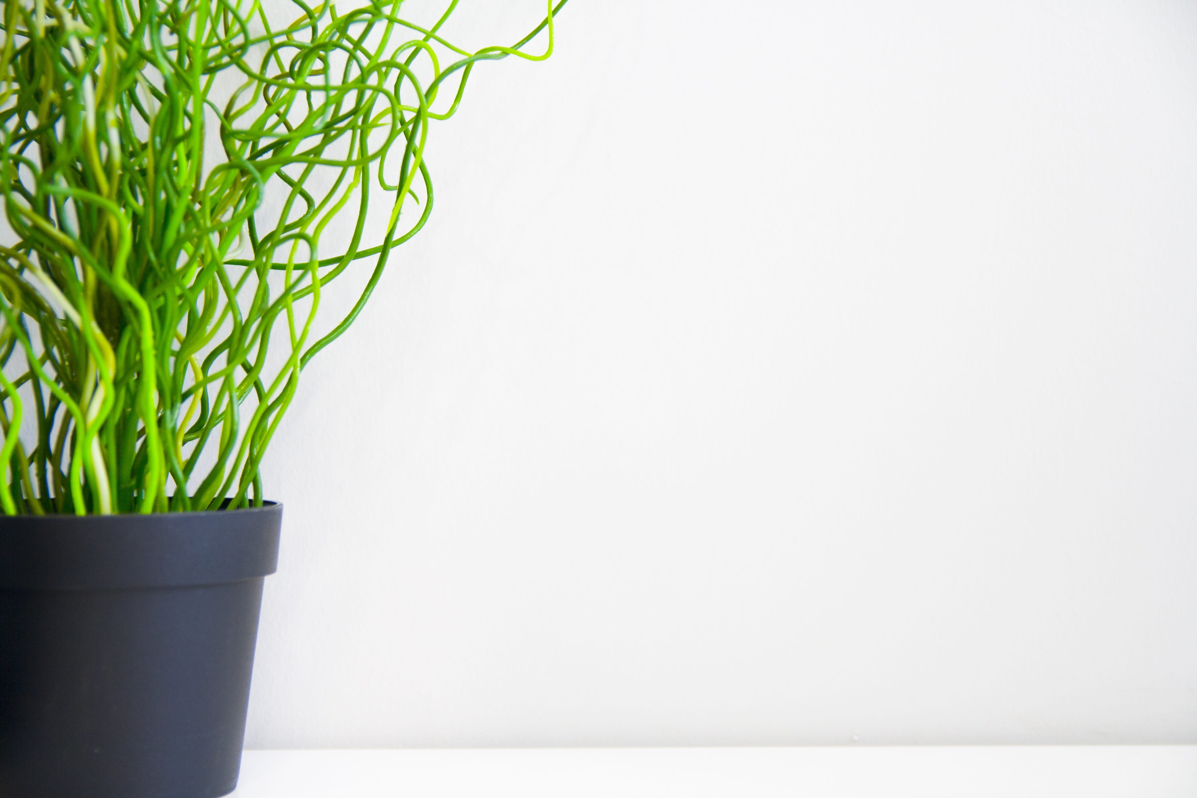 background, 4K, Close, white background, green, Green, leaf, food, copy space, herb, flower pot, grass, freshness, green color, Plant, wellbeing, studio shot, HD Wallpaper
