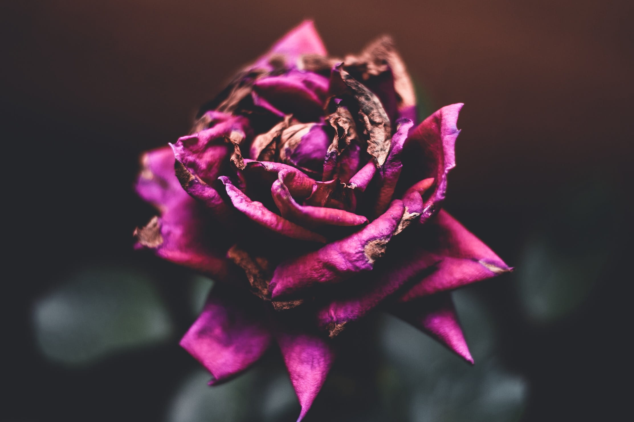 beauty in nature, petal, vulnerability, pleasing, colors, garden layout, rose - flower, colours, close-up, dried, dead, freshness, bokeh, black background, HD Wallpaper