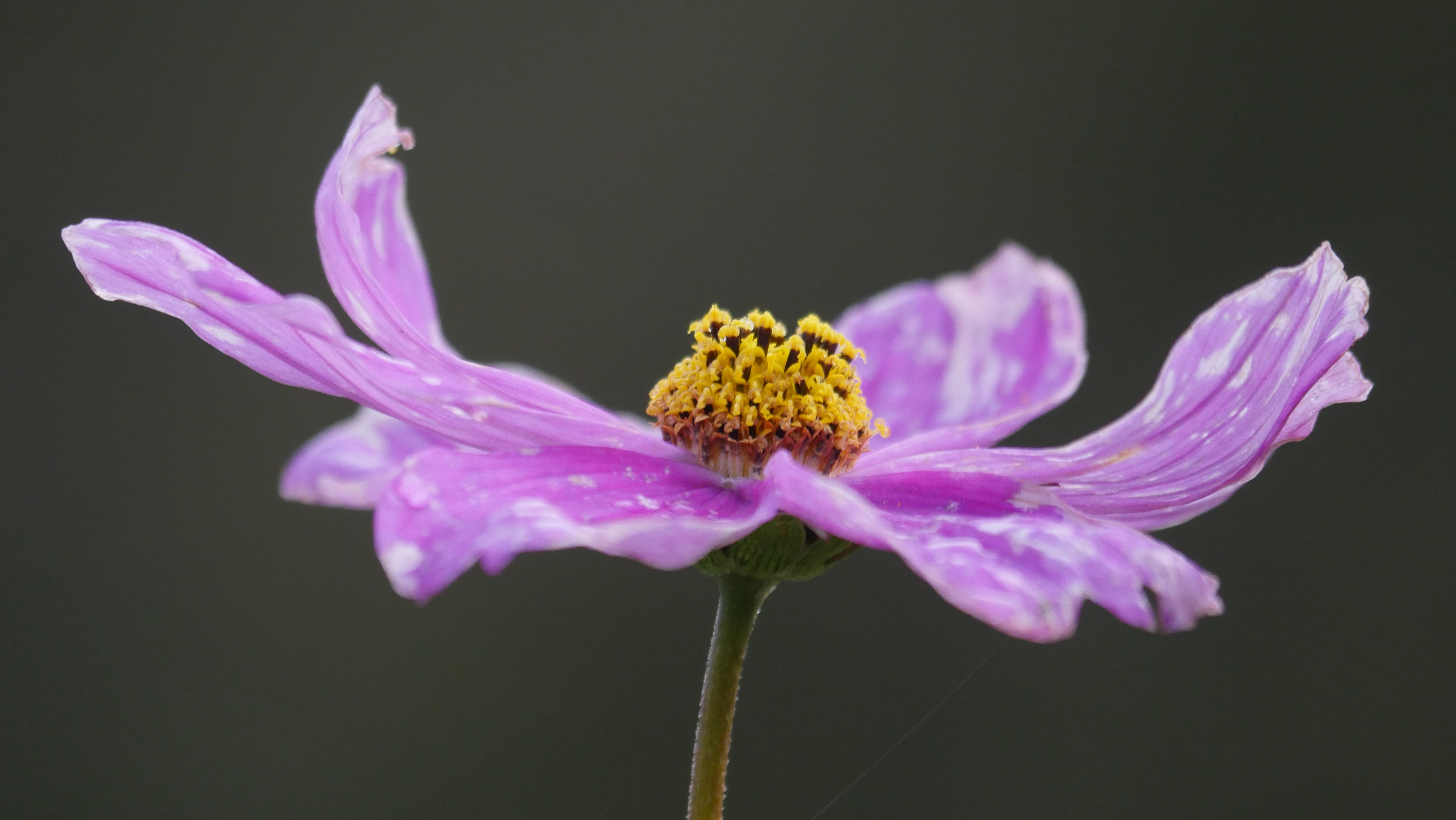 purple, blossom, close-up, close up, cosmea, 5K, violet, plant, fragility, meadow, garden, aster-like, flowering plant, composites, ornamental plant, bloom, HD Wallpaper