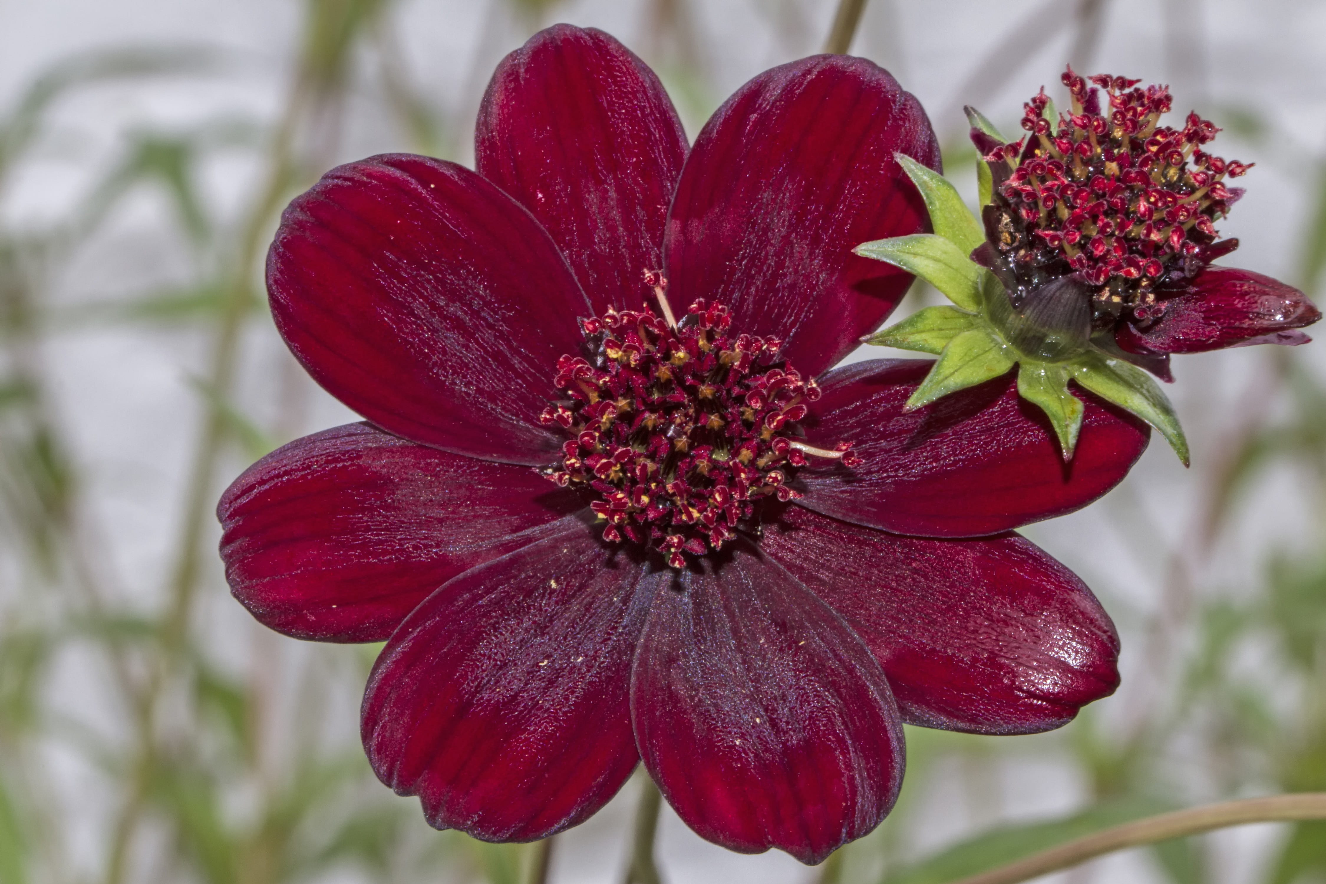 flowering plant, maroon, cup-shaped inflorescences, close-up, cosmos atrosanguineus, chocolate kosmee, nature, 4K, plant, no people, red, kosmee, inflorescence, HD Wallpaper