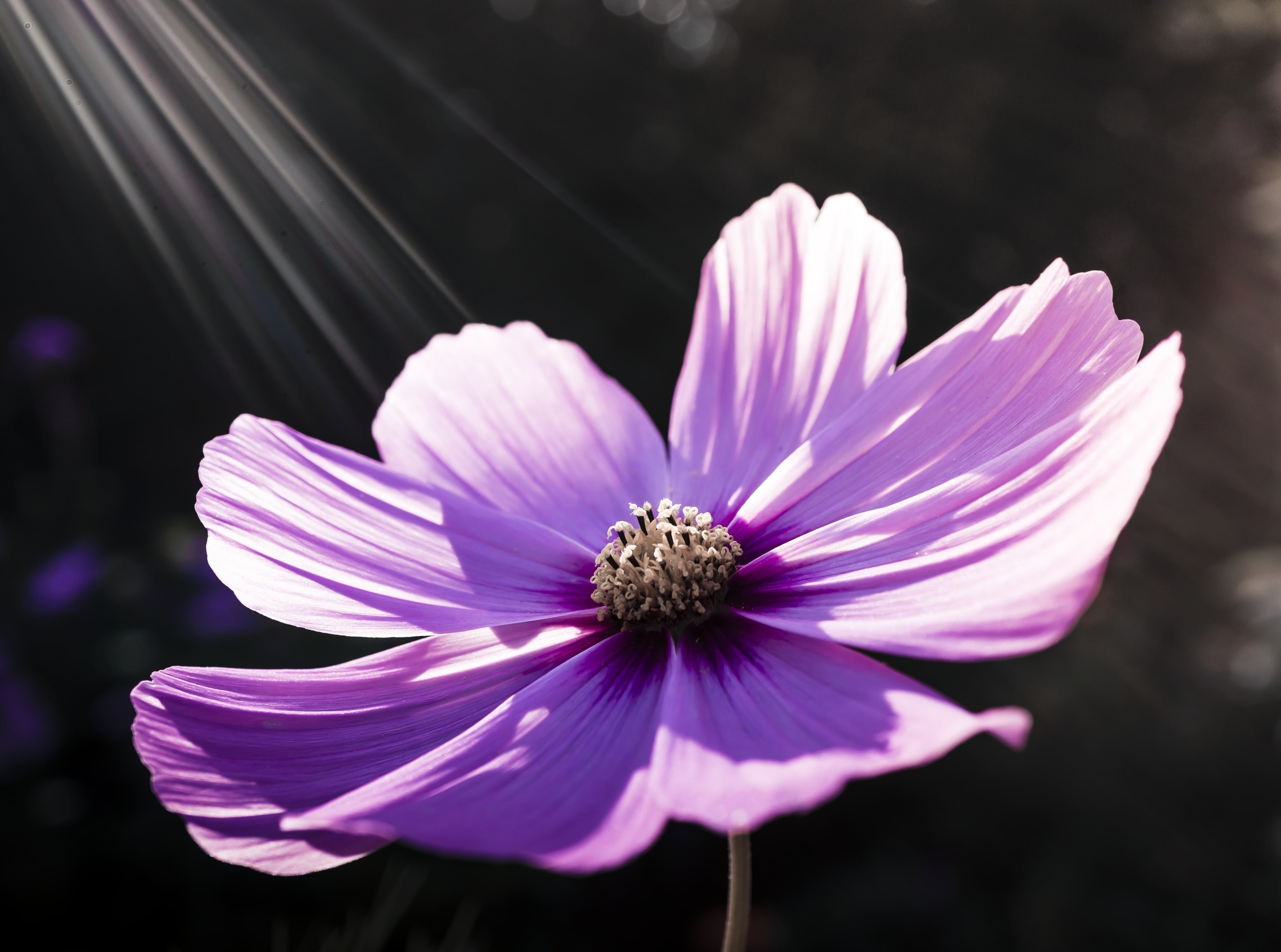 flower head, pinkflower, Spring, Flowers, no people, Plant, petal, backlight, purple, close-up, 4K, bipinnatus, cosmos flower, Sunlight, Flower, cosmea, HD Wallpaper