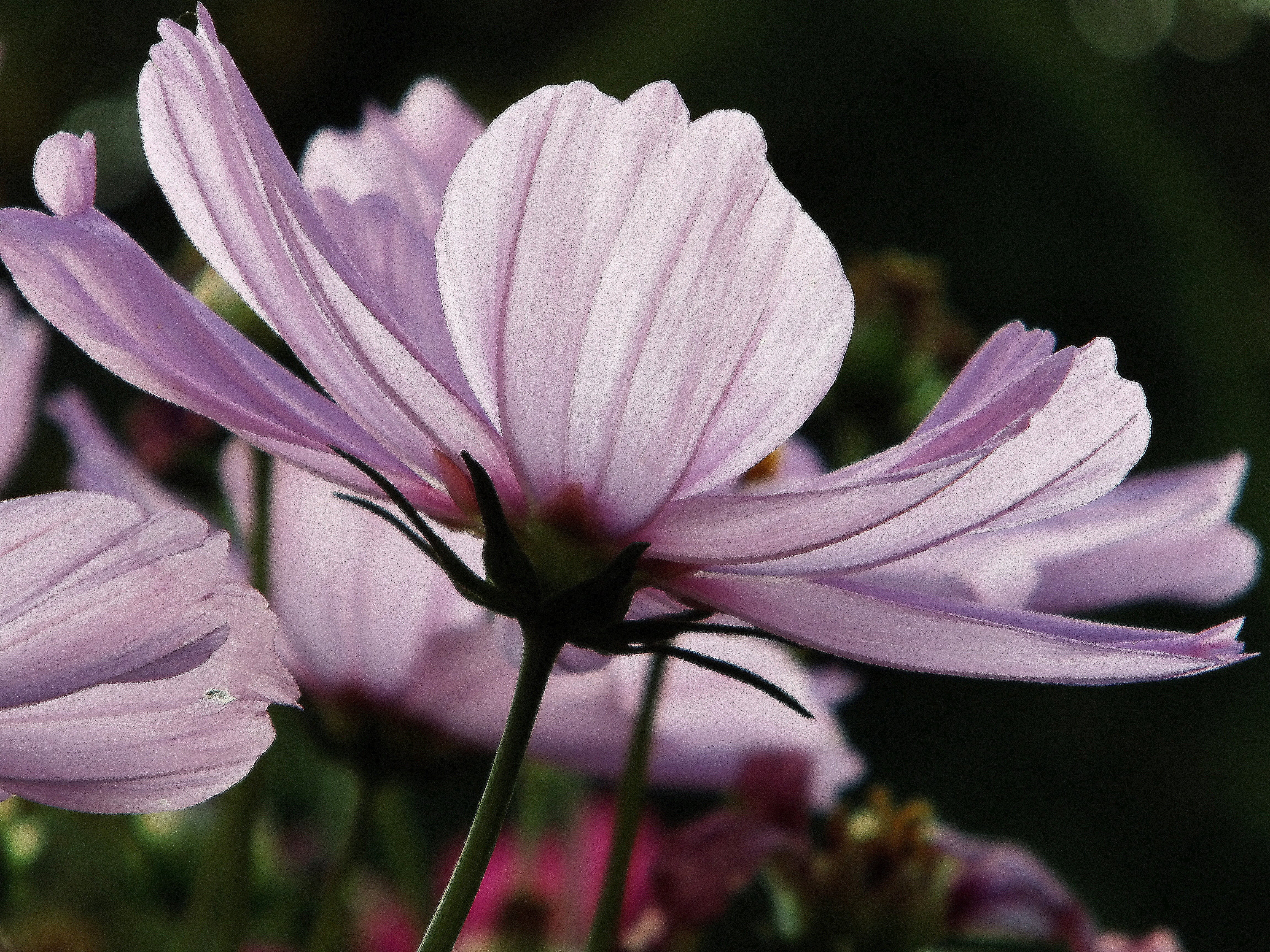 flowering plant, no people, vulnerability, freshness, plant, petal, summer, cosmos, purple, filigree, light, sepal, botany, focus on foreground, flower, HD Wallpaper