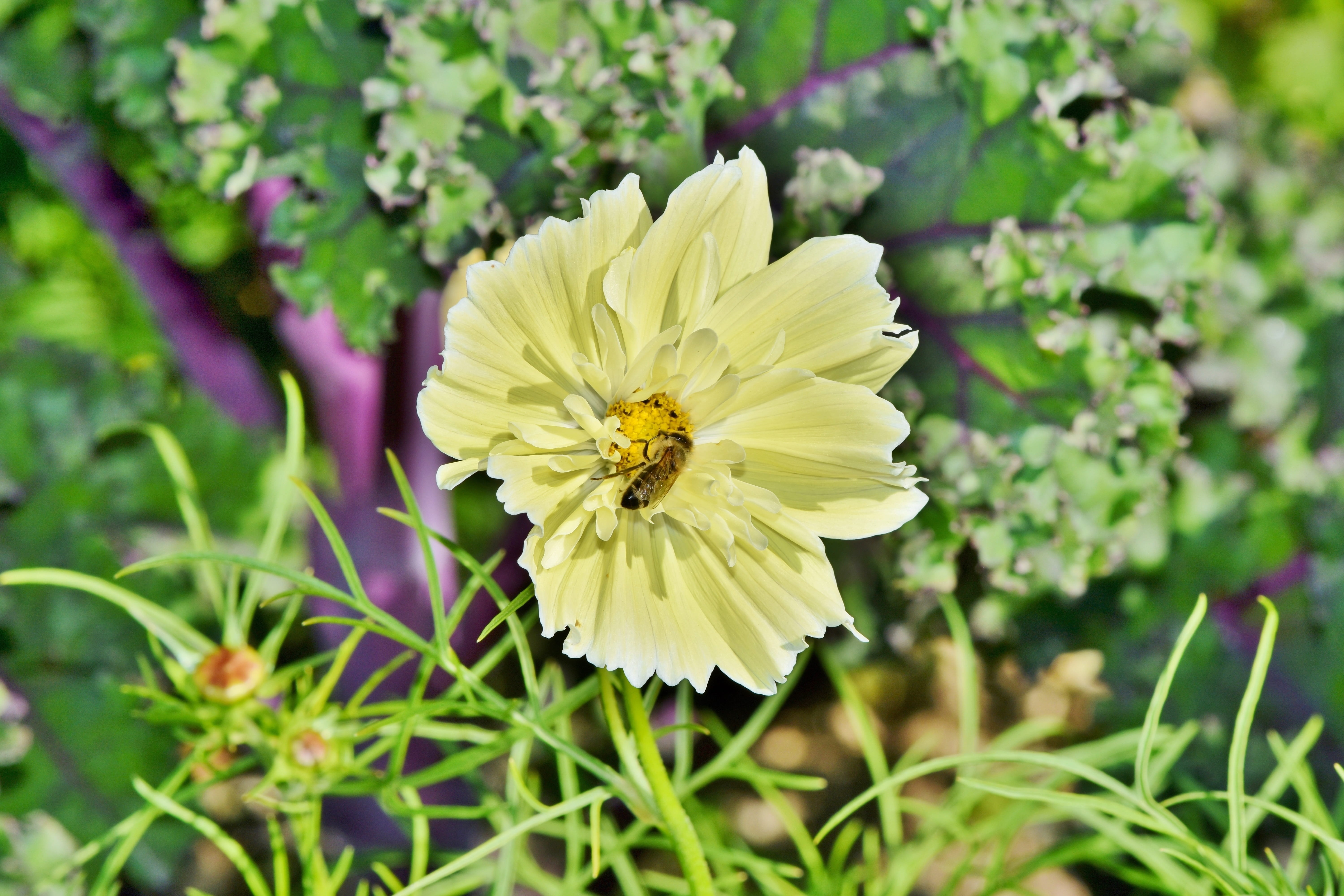 blossom, pollination, kosmee, cosmos, inflorescence, nature, petal, pollen, fragility, flower head, flowering plant, beauty in nature, freshness, no people, HD Wallpaper