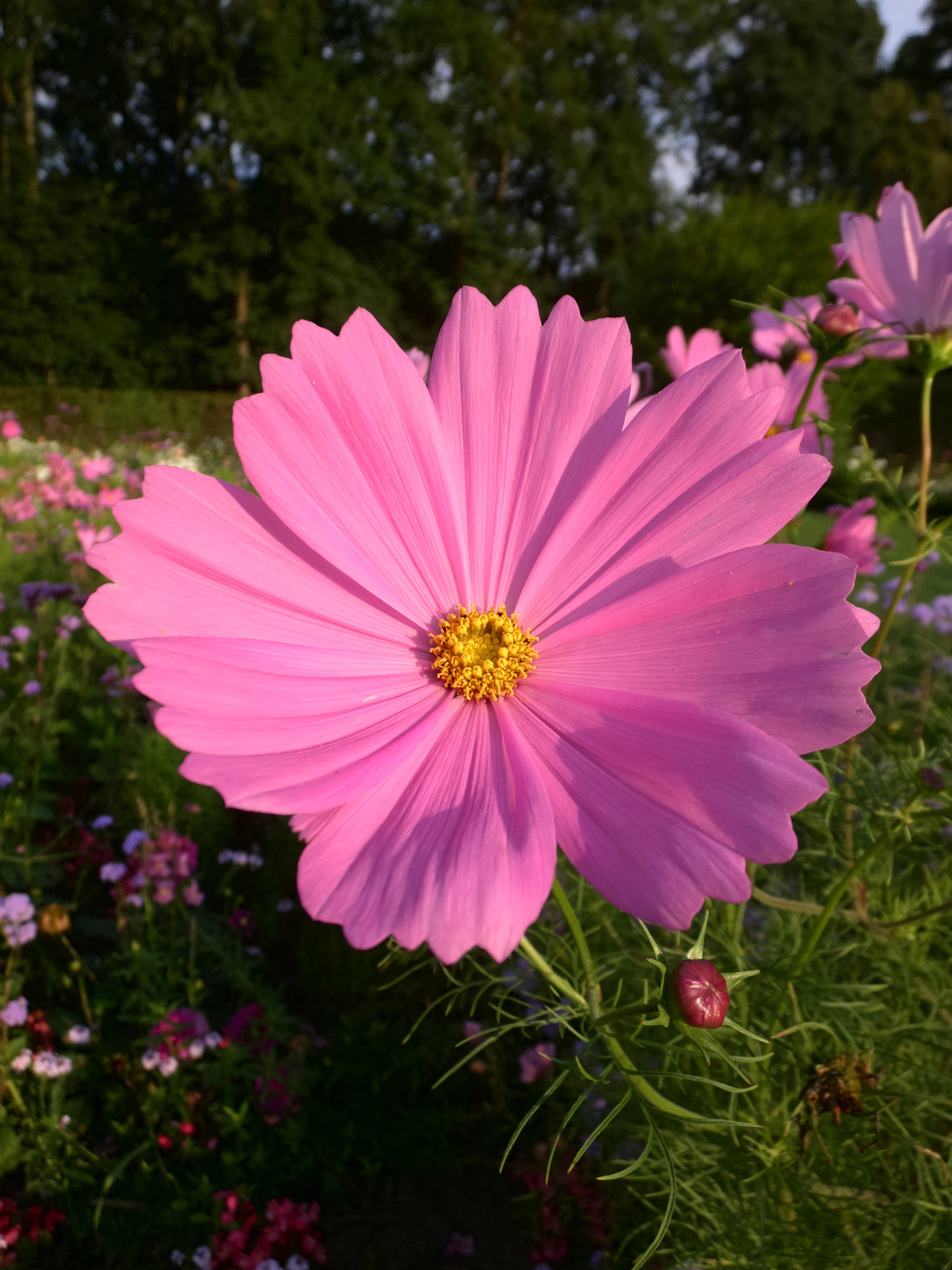 close, petal, cosmea, garden, no people, freshness, plant, 4K, focus on foreground, blossom, kosmee, shrub summer, day, pink, flower head, bloom, growth, Phone HD Wallpaper