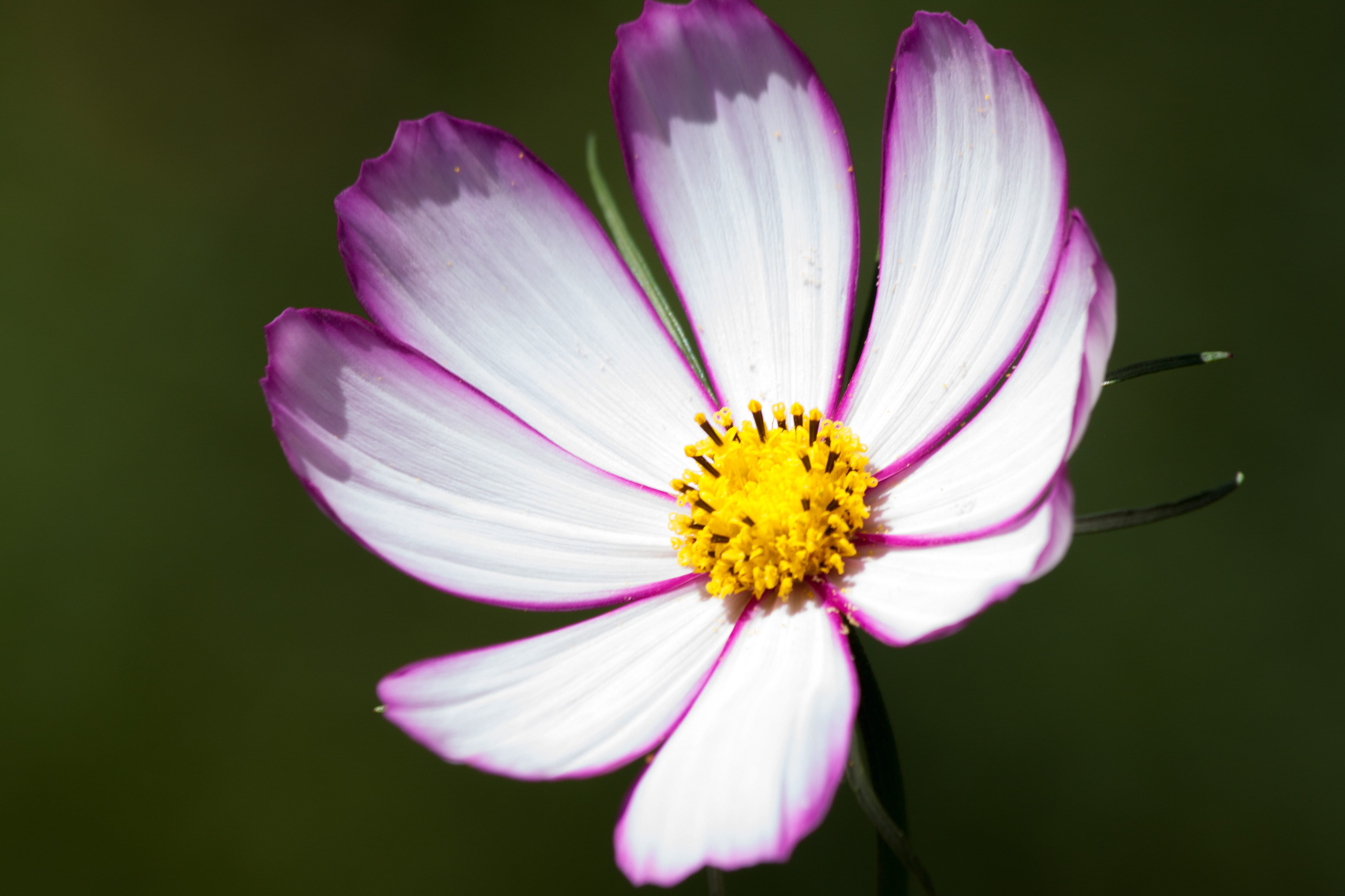 4K, beauty in nature, leaflet leaved schmuckblume, cosmos flower, cosmos, cosmea bipinnata, flower head, nature, flowering plant, freshness, close-up, HD Wallpaper