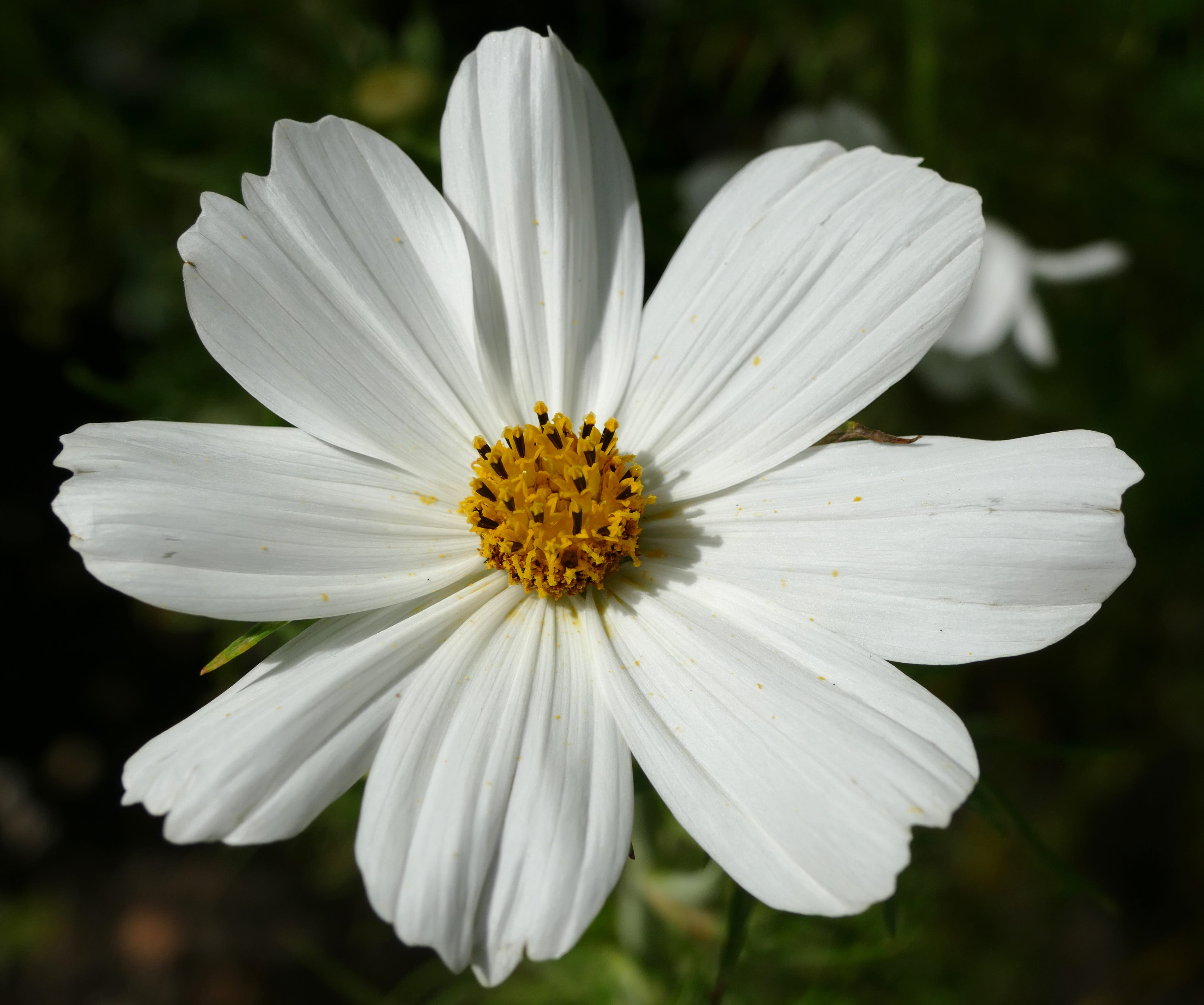 flower, white color, plant, fragility, growth, petal, focus on foreground, beauty in nature, nature, pollen, outdoors, no people, inflorescence, cosmos, HD Wallpaper