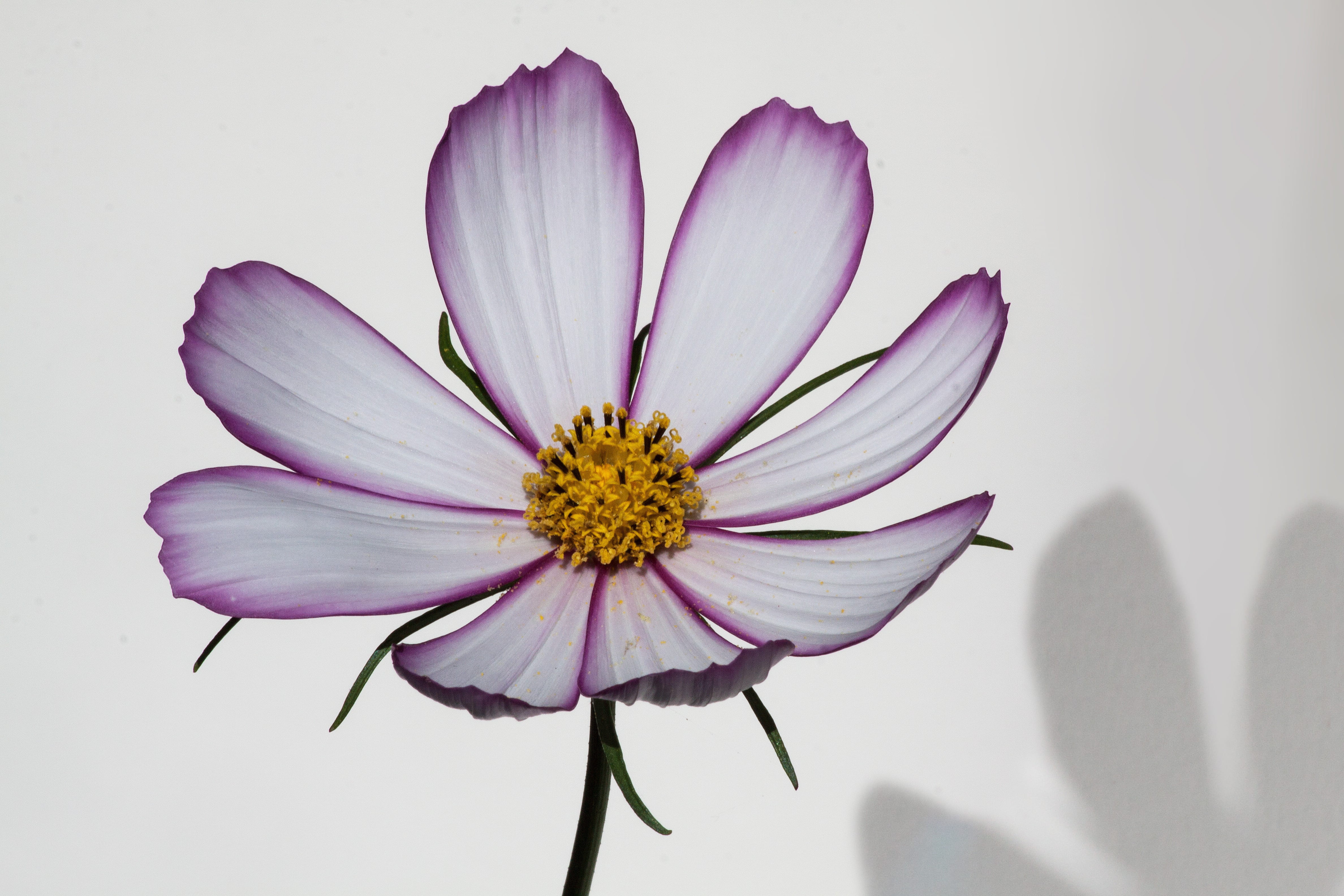Cosmos, pink, vulnerability, beauty in nature, 4K, plant, flowering plant, studio shot, Como, flower, shadow, asteraceae, nature, leaflet leaved schmuckblume, HD Wallpaper