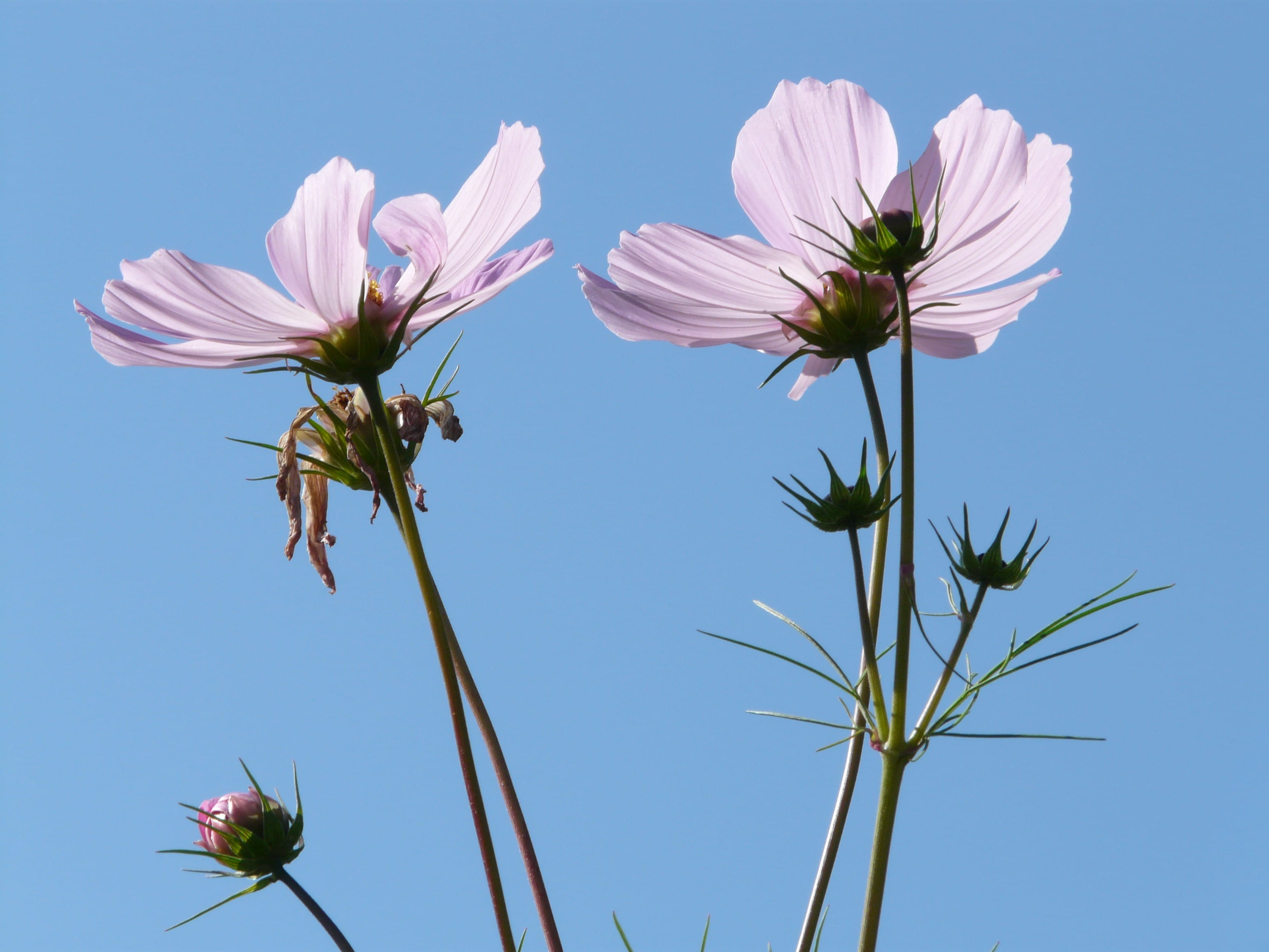bidens formosa, 2K, growth, plant stem, day, glazed includes through, translucent, summer, cosmos, cosmos bipinnatus, nature, flower head, purple, clear sky, HD Wallpaper