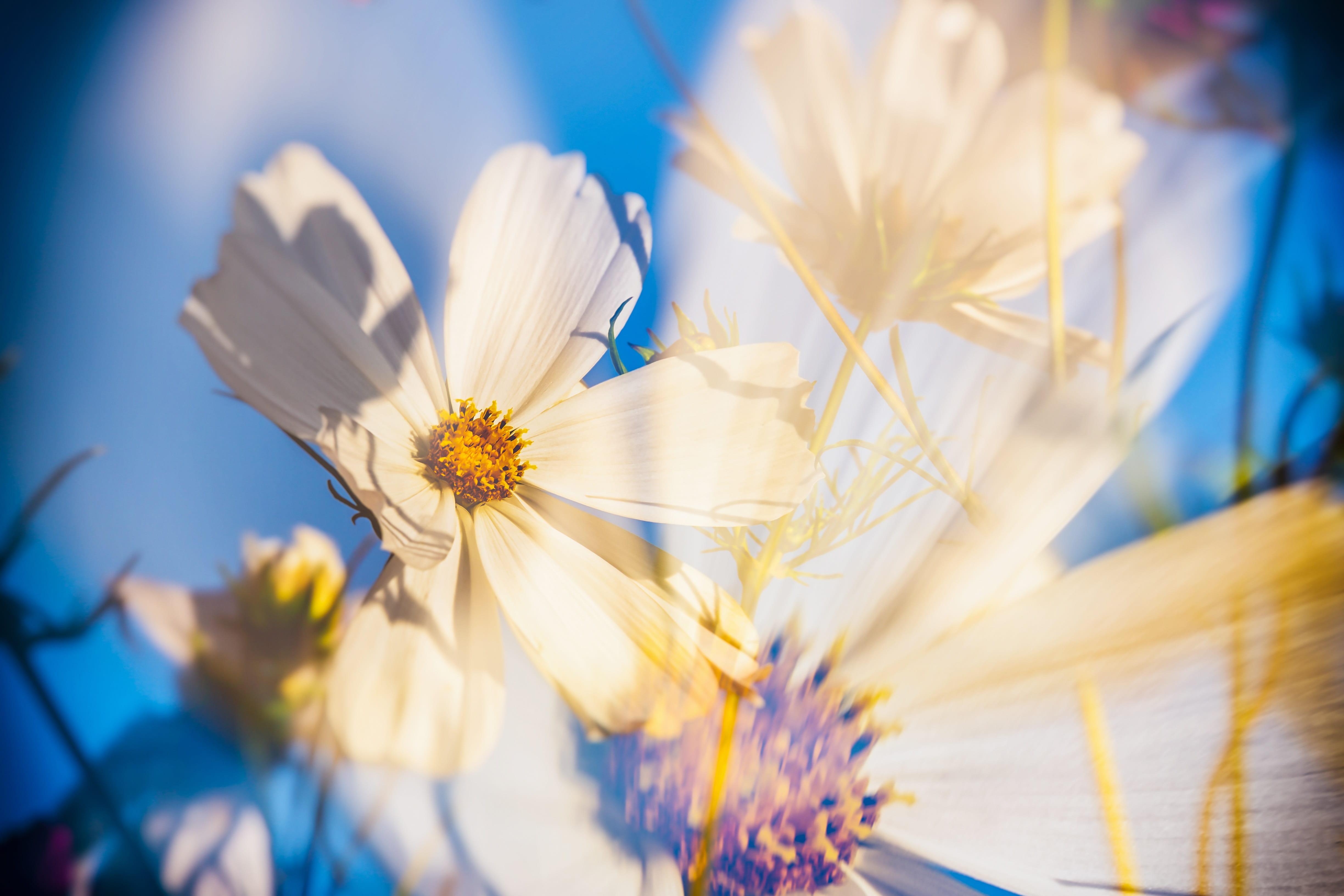 plant, cosmos, white, blue, vulnerability, day, no people, freshness, summer, beauty in nature, ornamental plant, 4K, flower, flowers, softness, bloom, HD Wallpaper