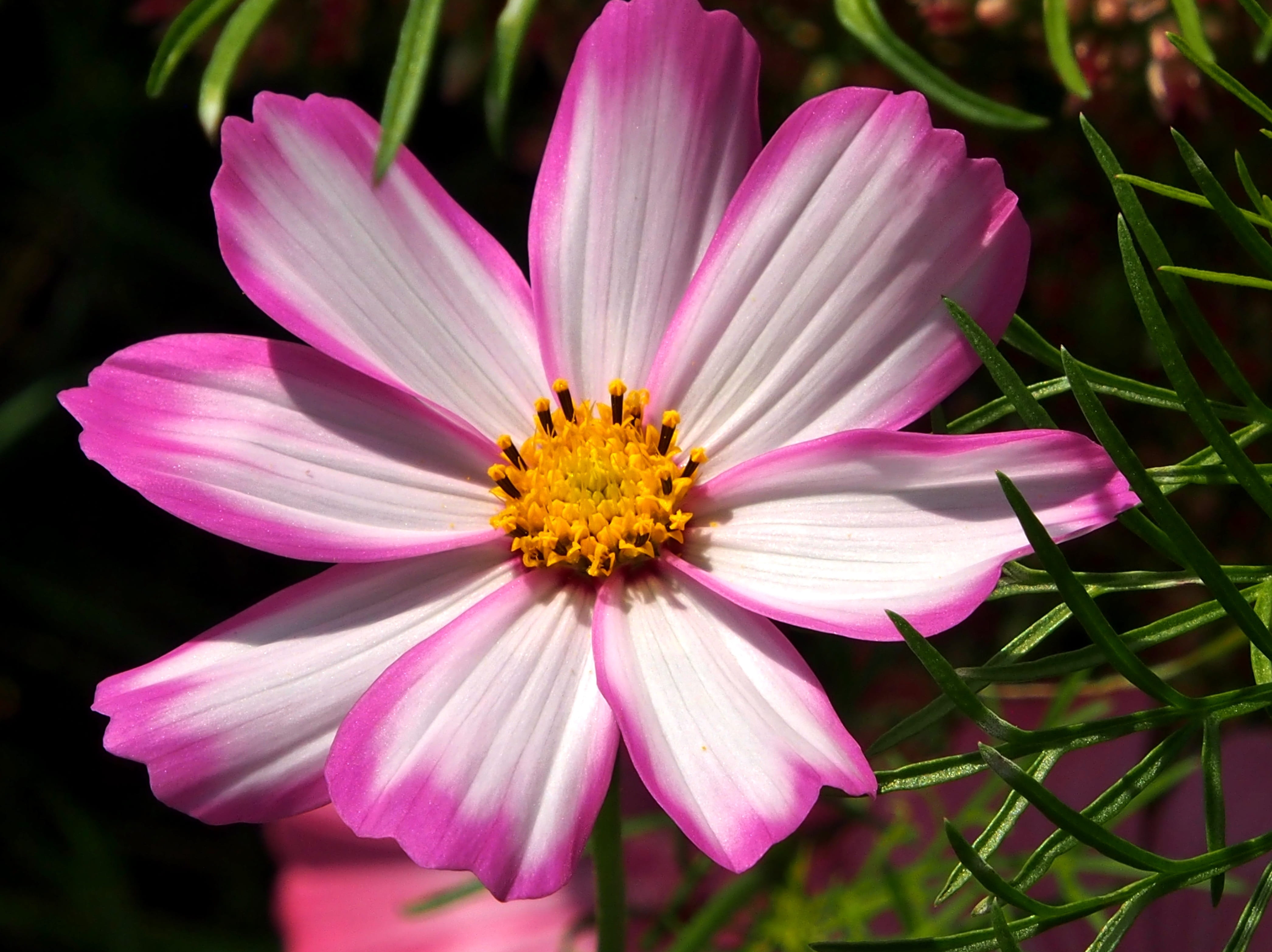 blossom, flower head, flower, leaflet leaved schmuckblume, petal, cosmos, freshness, close-up, fragility, pink color, nature, inflorescence, bloom, gazania, HD Wallpaper