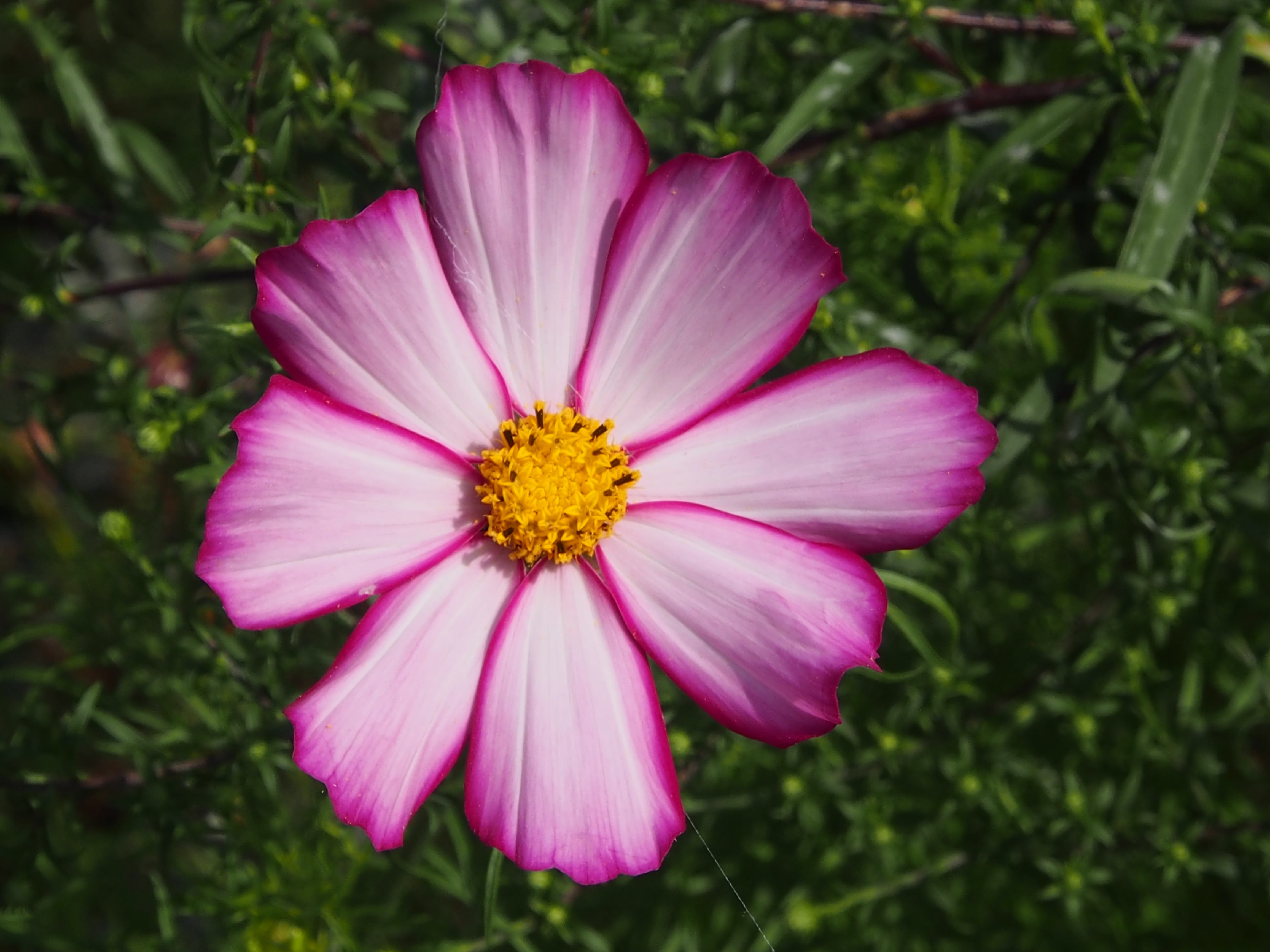 pink color, fragility, close-up, flowering plant, freshness, cosmos, no people, blossom, kosmee, outdoors, vulnerability, day, flower head, 4K, purple, HD Wallpaper